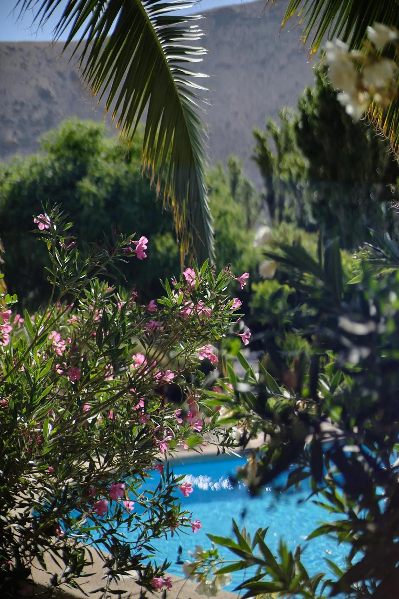 Garden in Hotel El Tesoro de Elqui