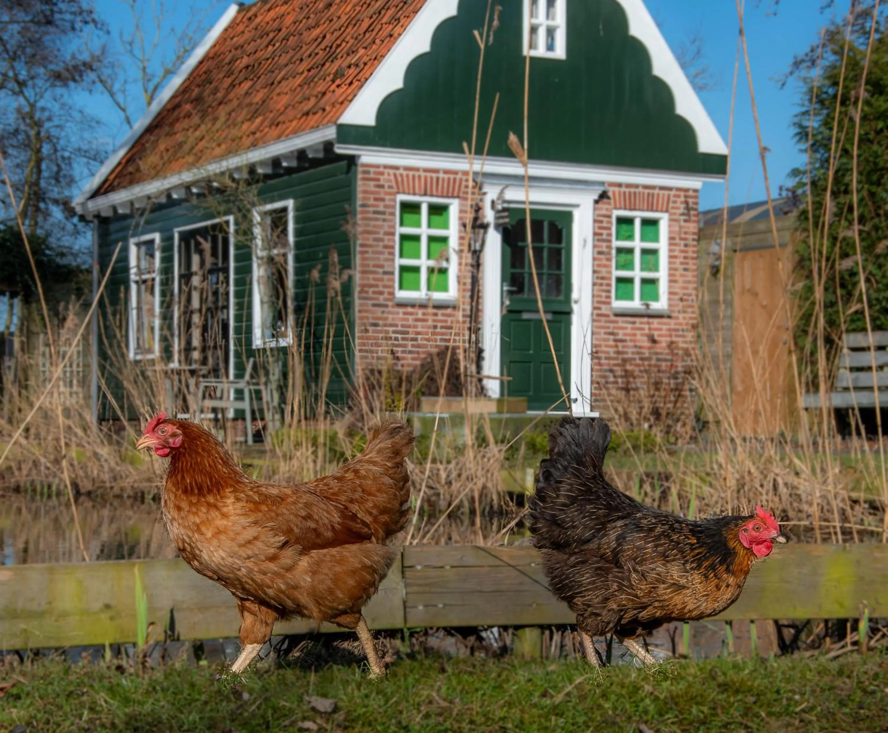 Animals in B&B Saense huisje