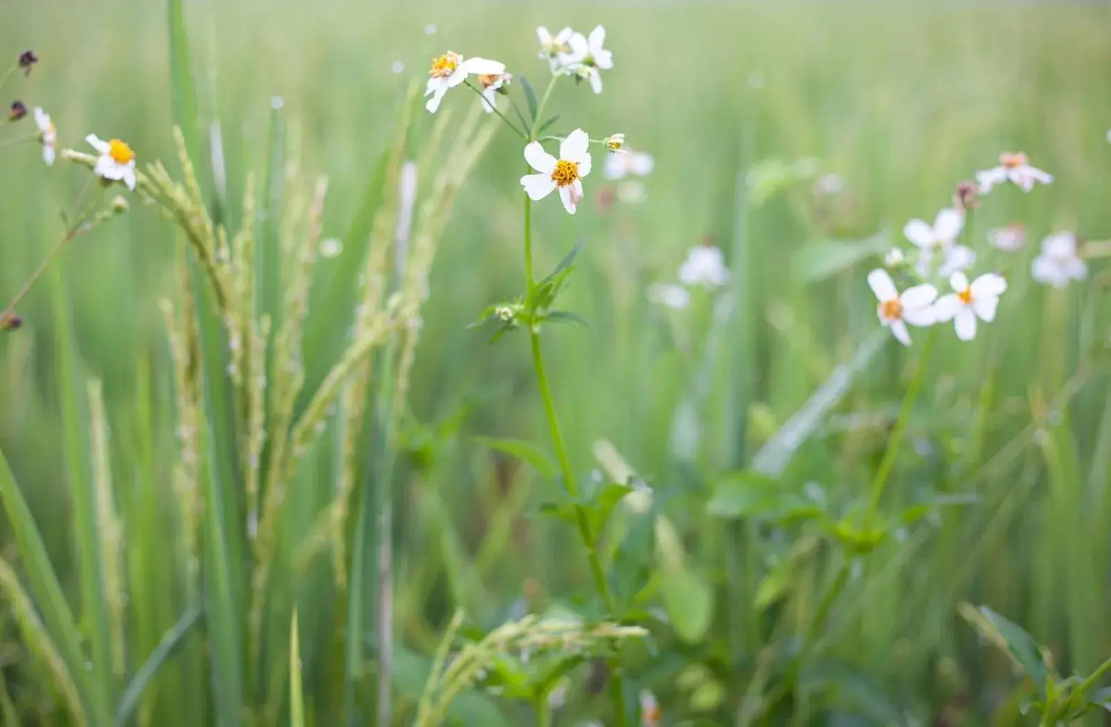 Natural landscape in Mae Faek Villas Natural landscape in Mae Faek Villas