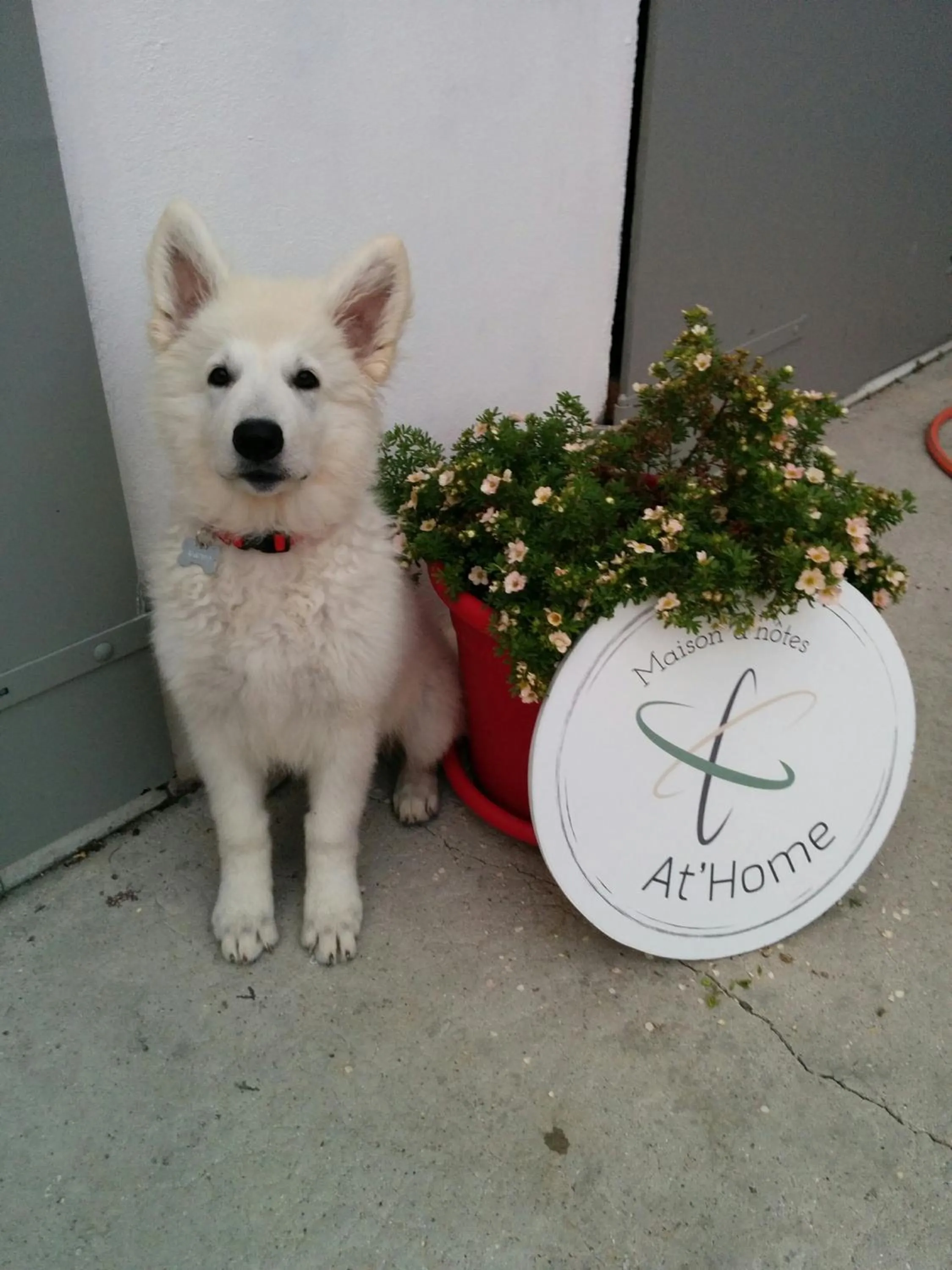 Pets in Maison d'hôtes "At'Home"