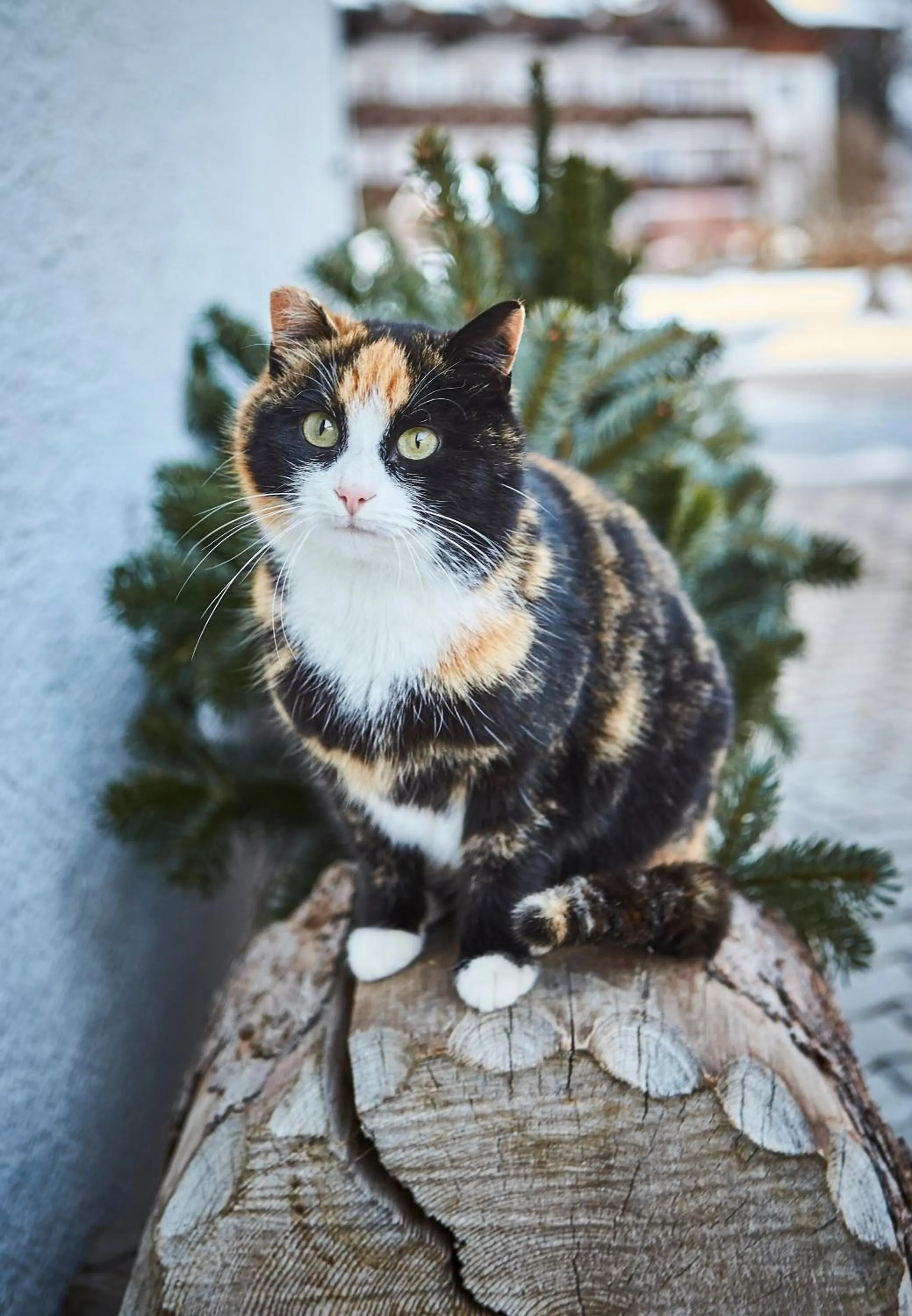Bauernhof Hotel Oberschwarzach