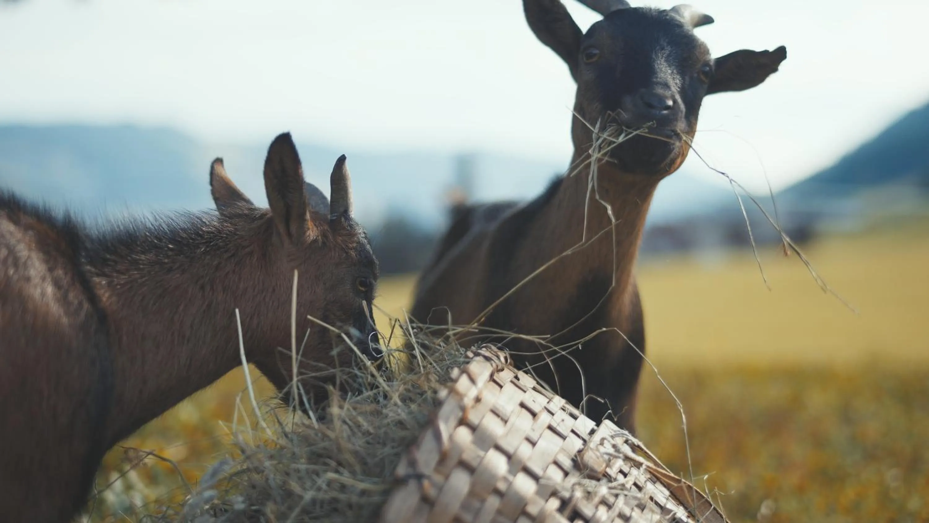 Bauernhof Hotel Oberschwarzach