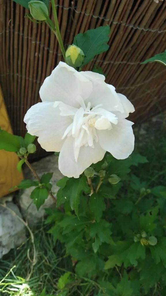 Garden in Le clos des olivettes