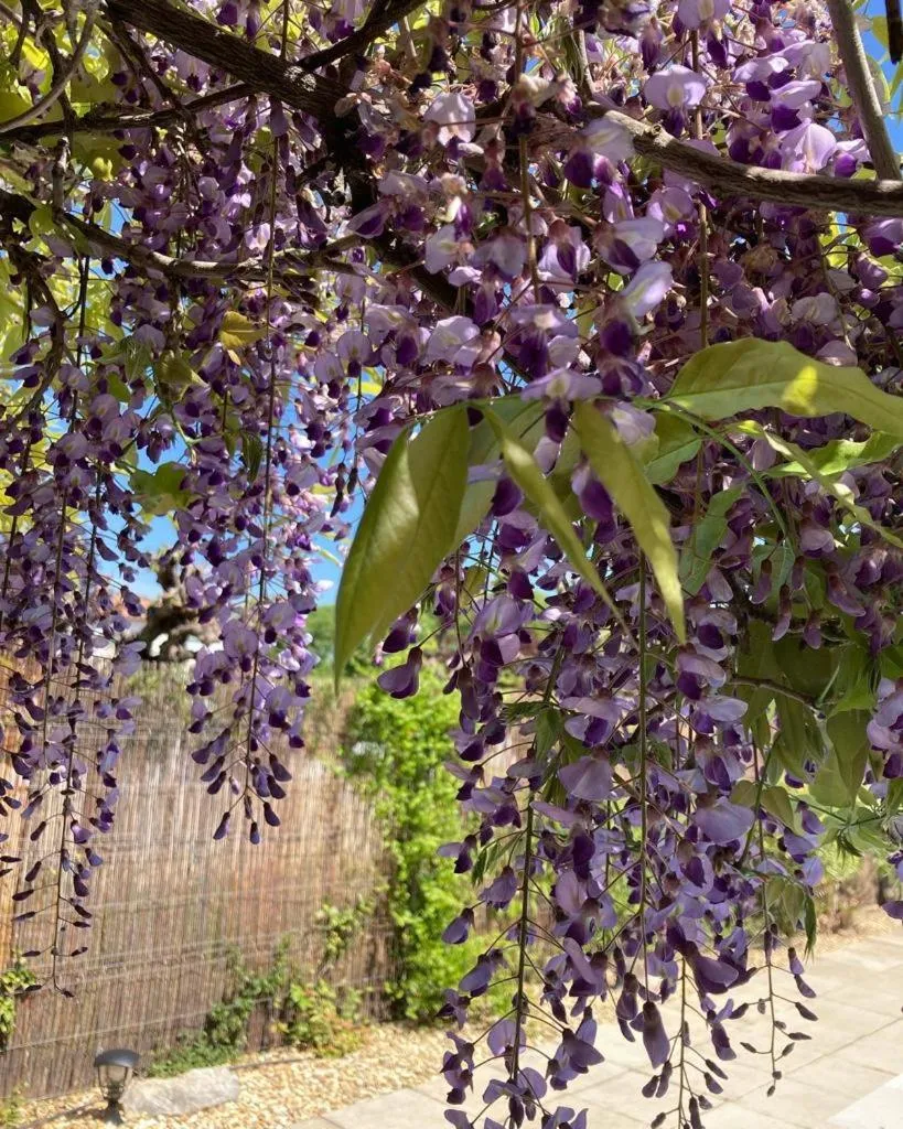 Garden in Le clos des olivettes
