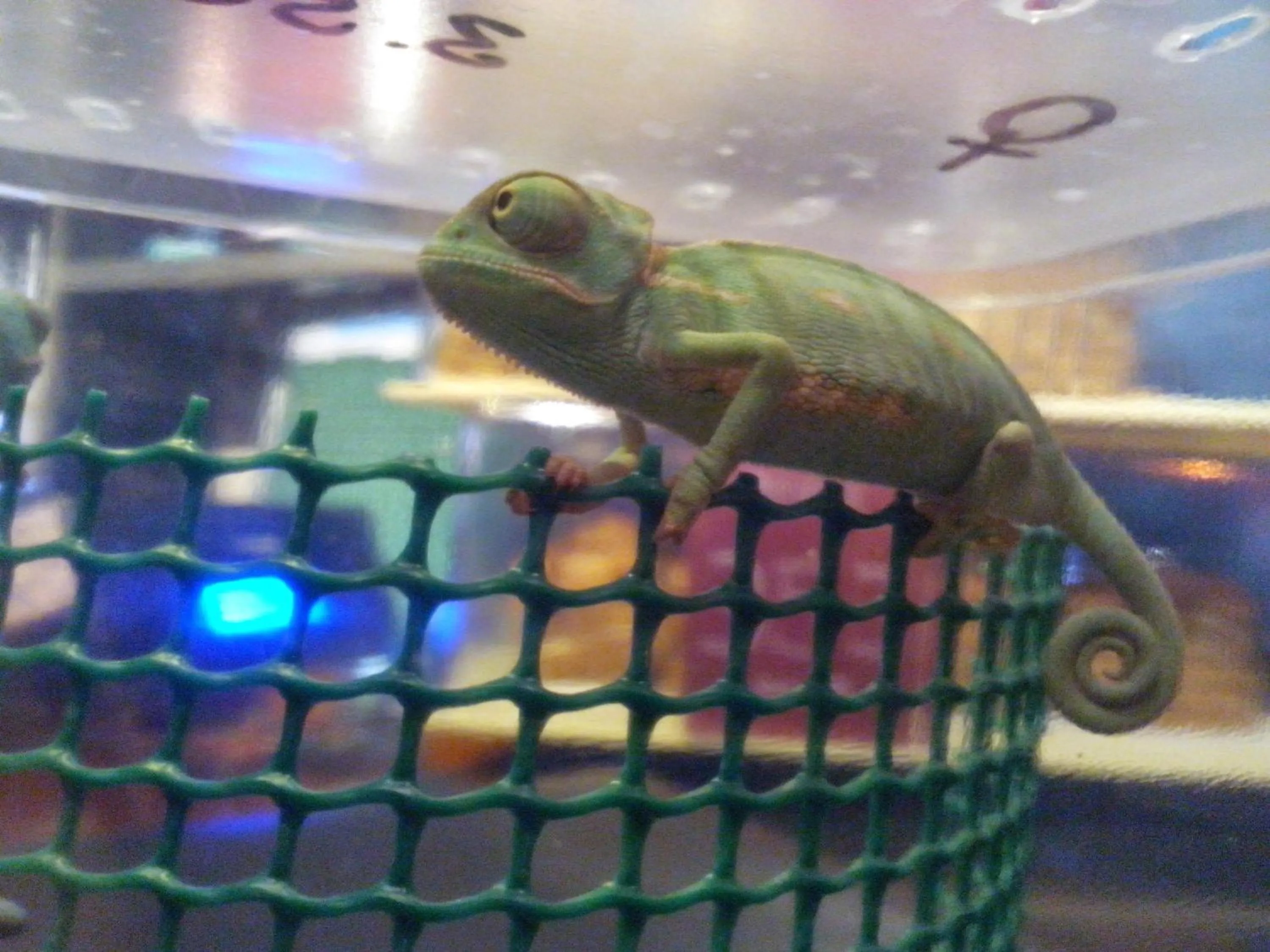 Animals in Pollushof Panzió és Étterem