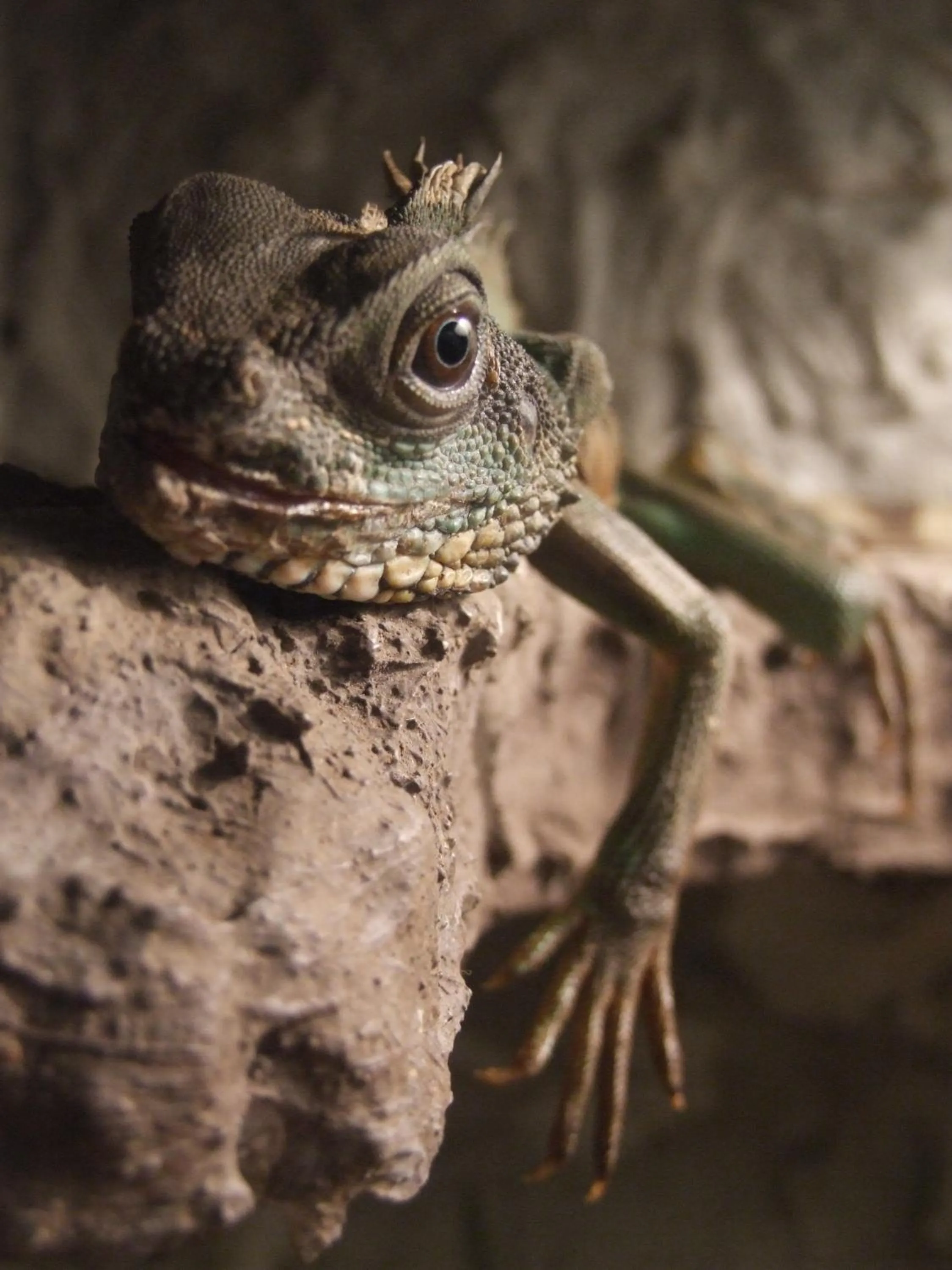 Animals in Pollushof Panzió és Étterem