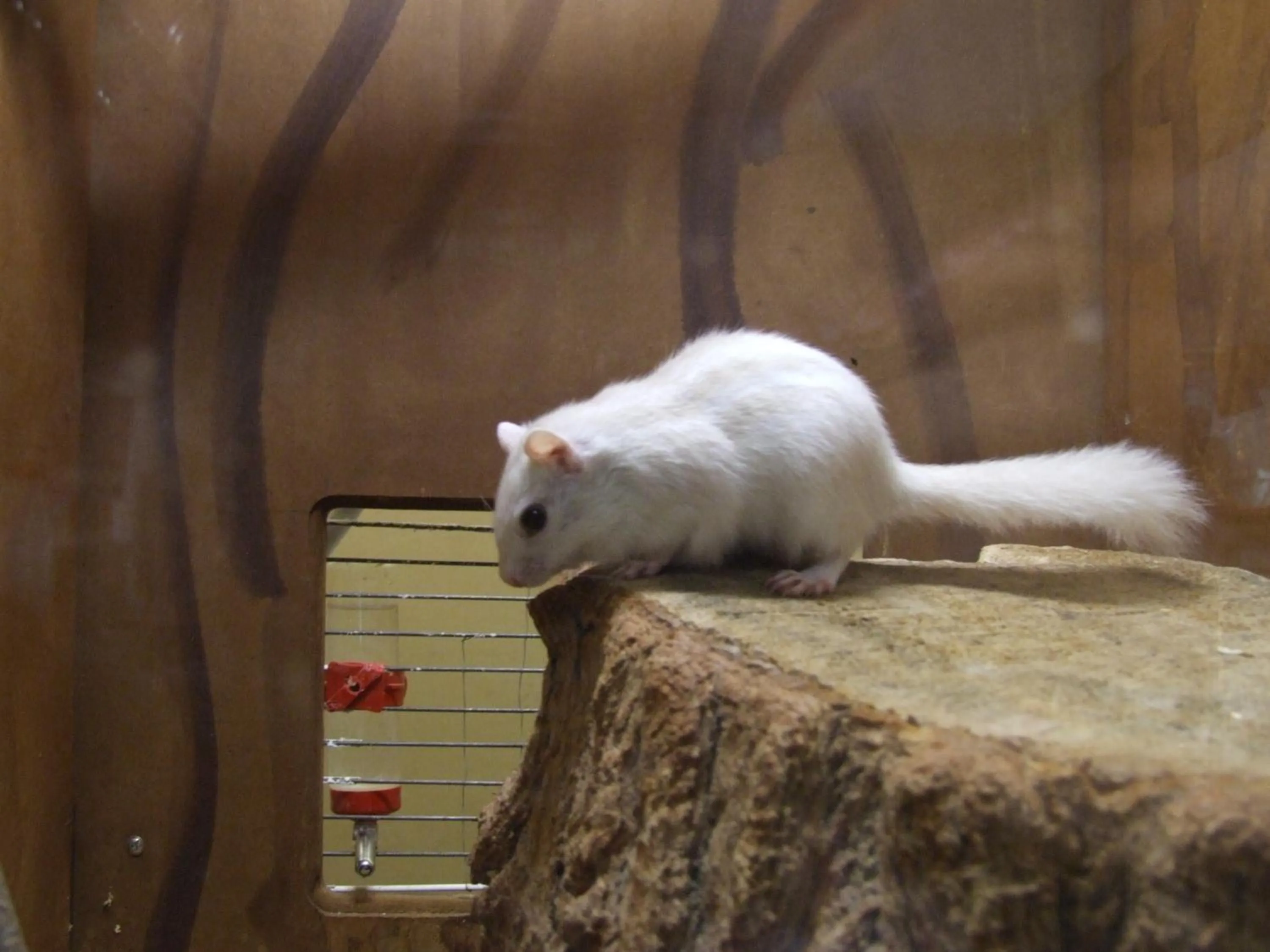 Animals in Pollushof Panzió és Étterem