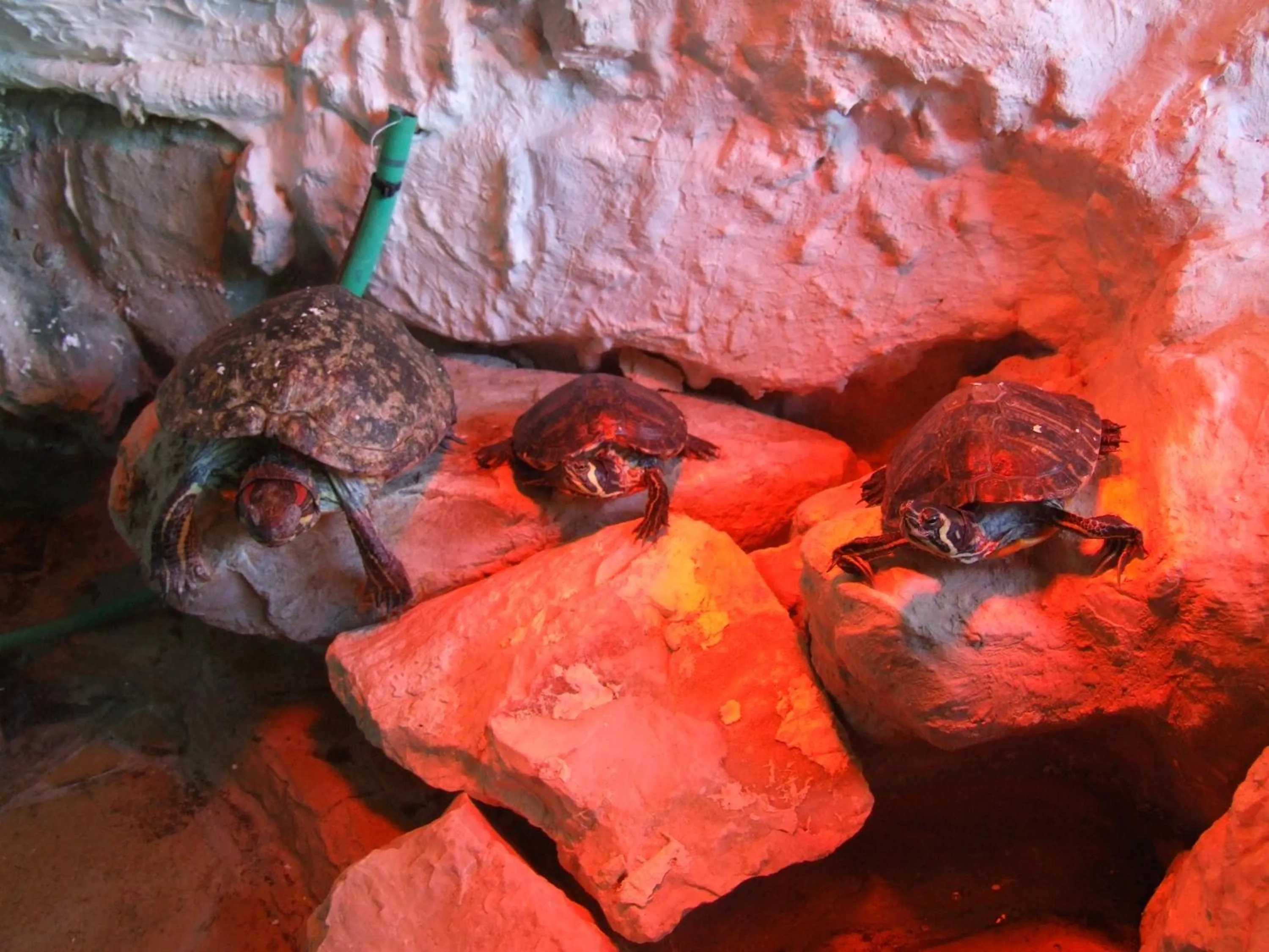 Animals in Pollushof Panzió és Étterem