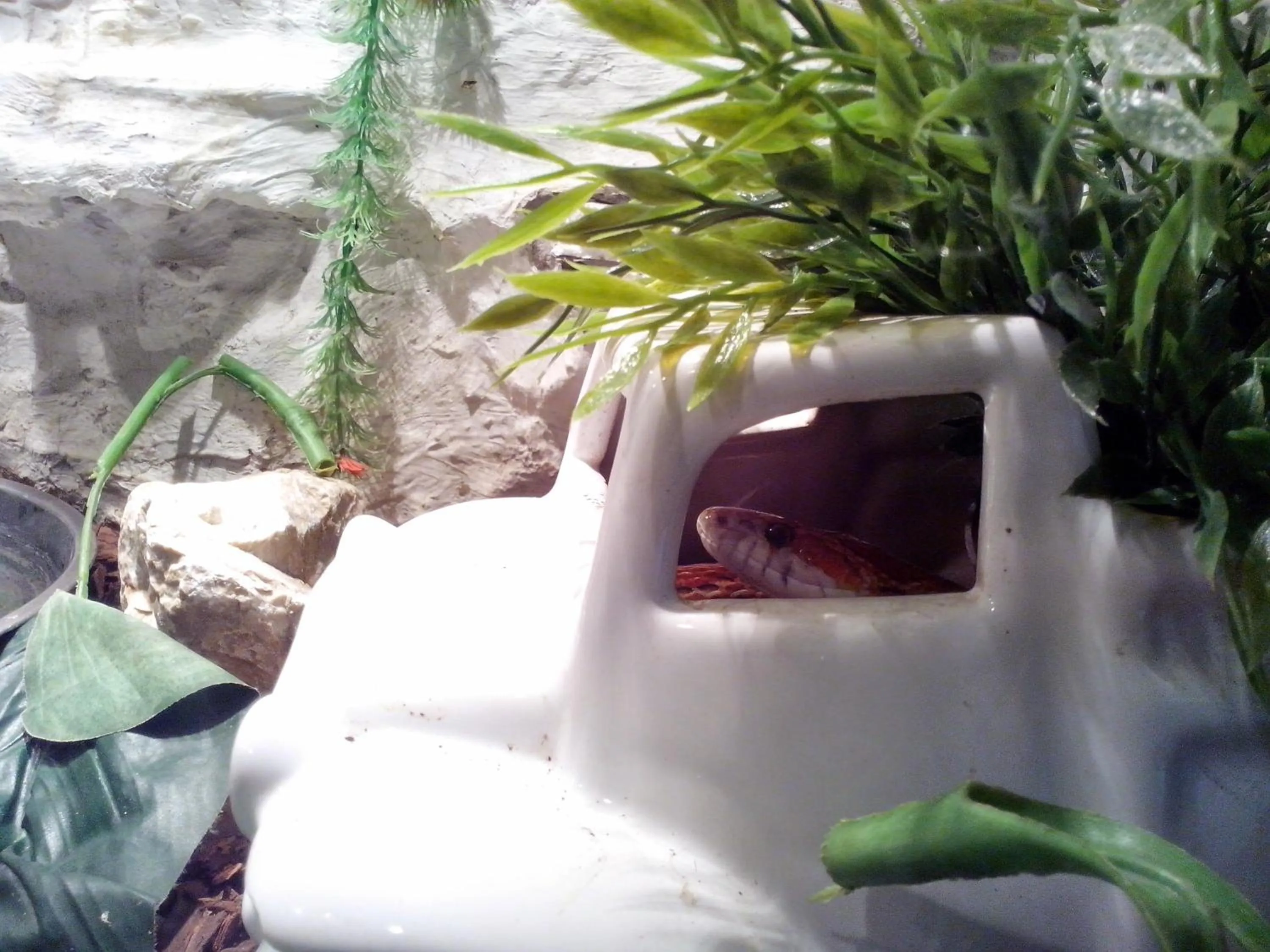 Animals in Pollushof Panzió és Étterem