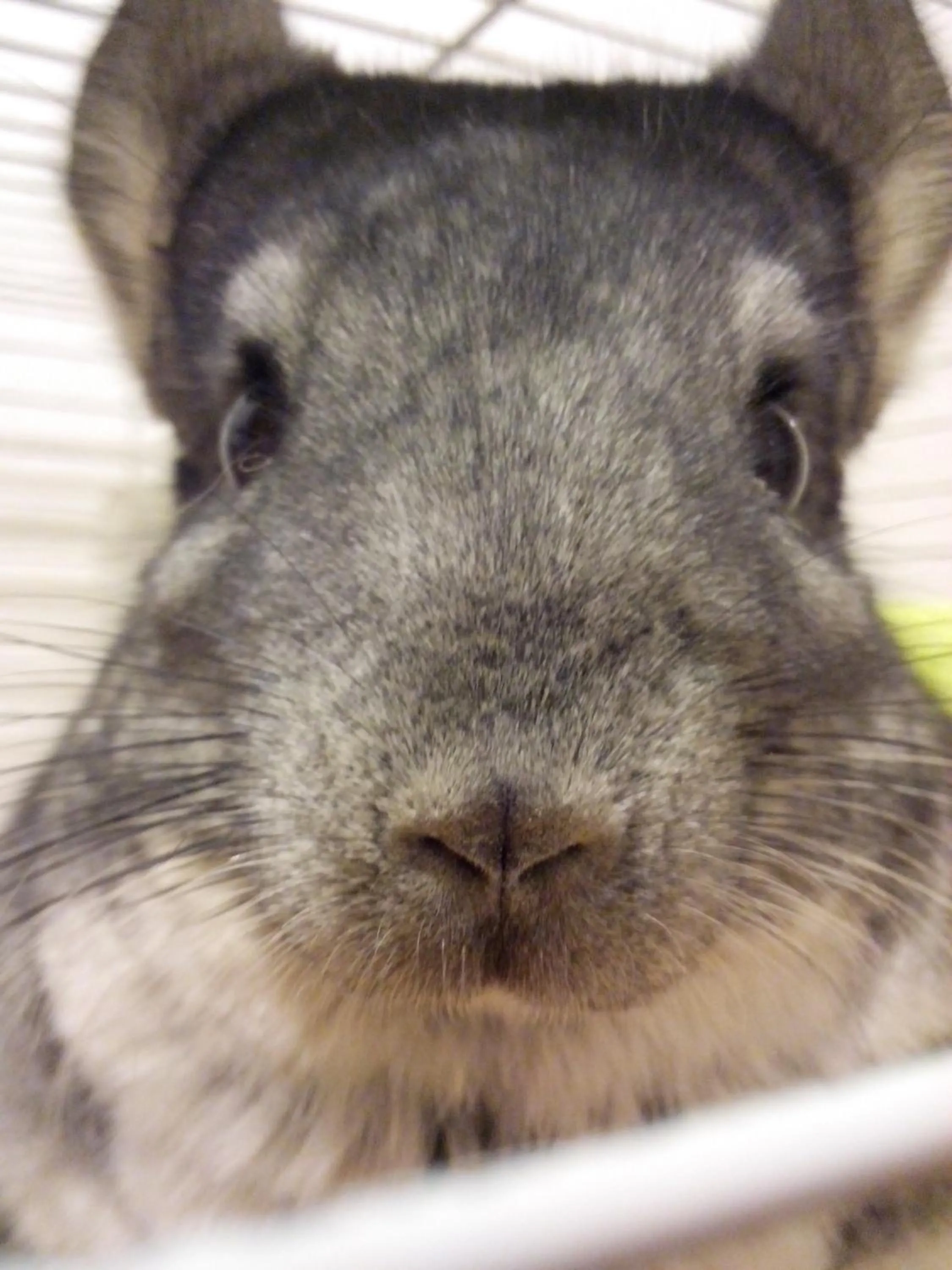 Animals in Pollushof Panzió és Étterem