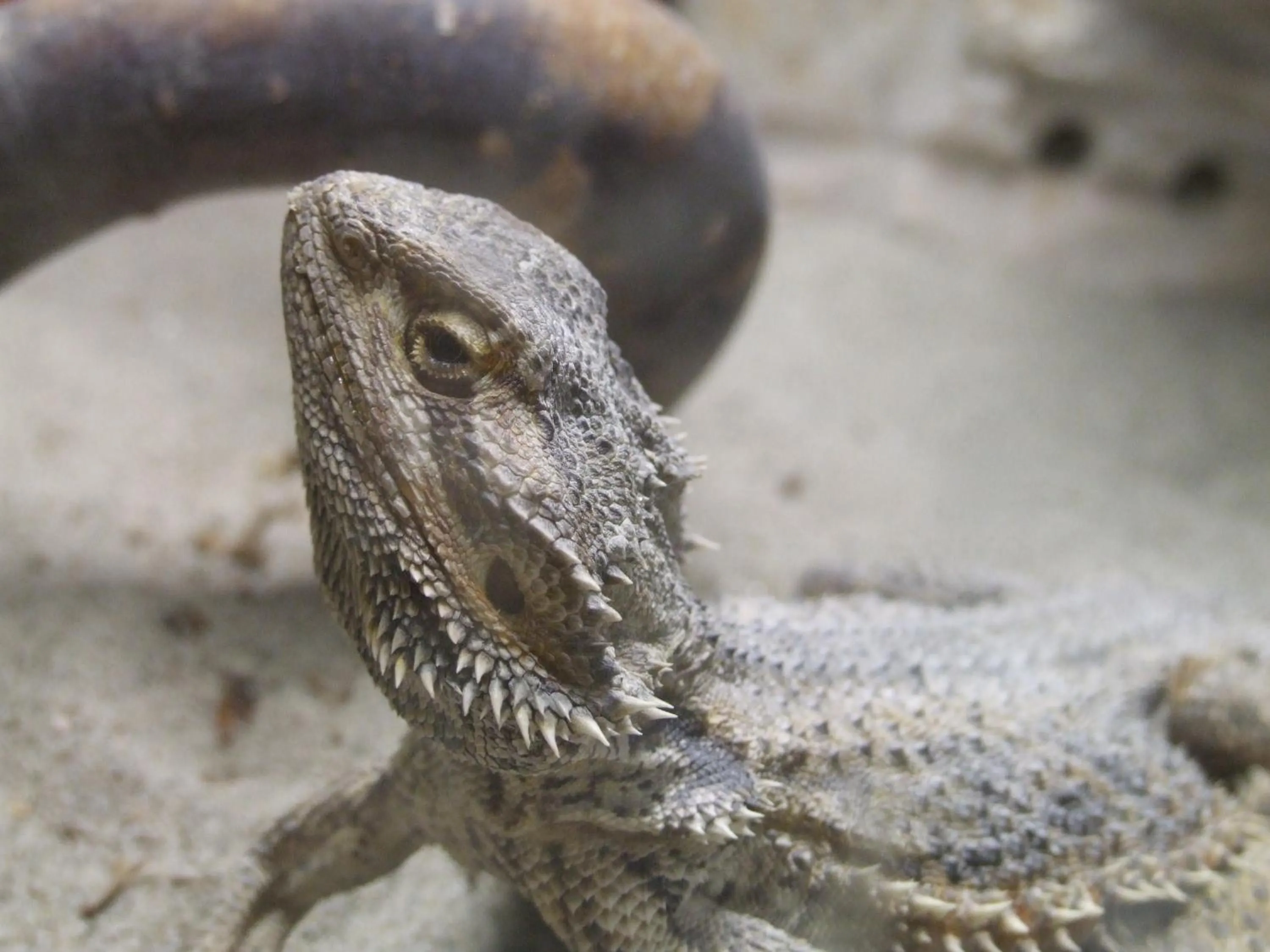 Animals in Pollushof Panzió és Étterem