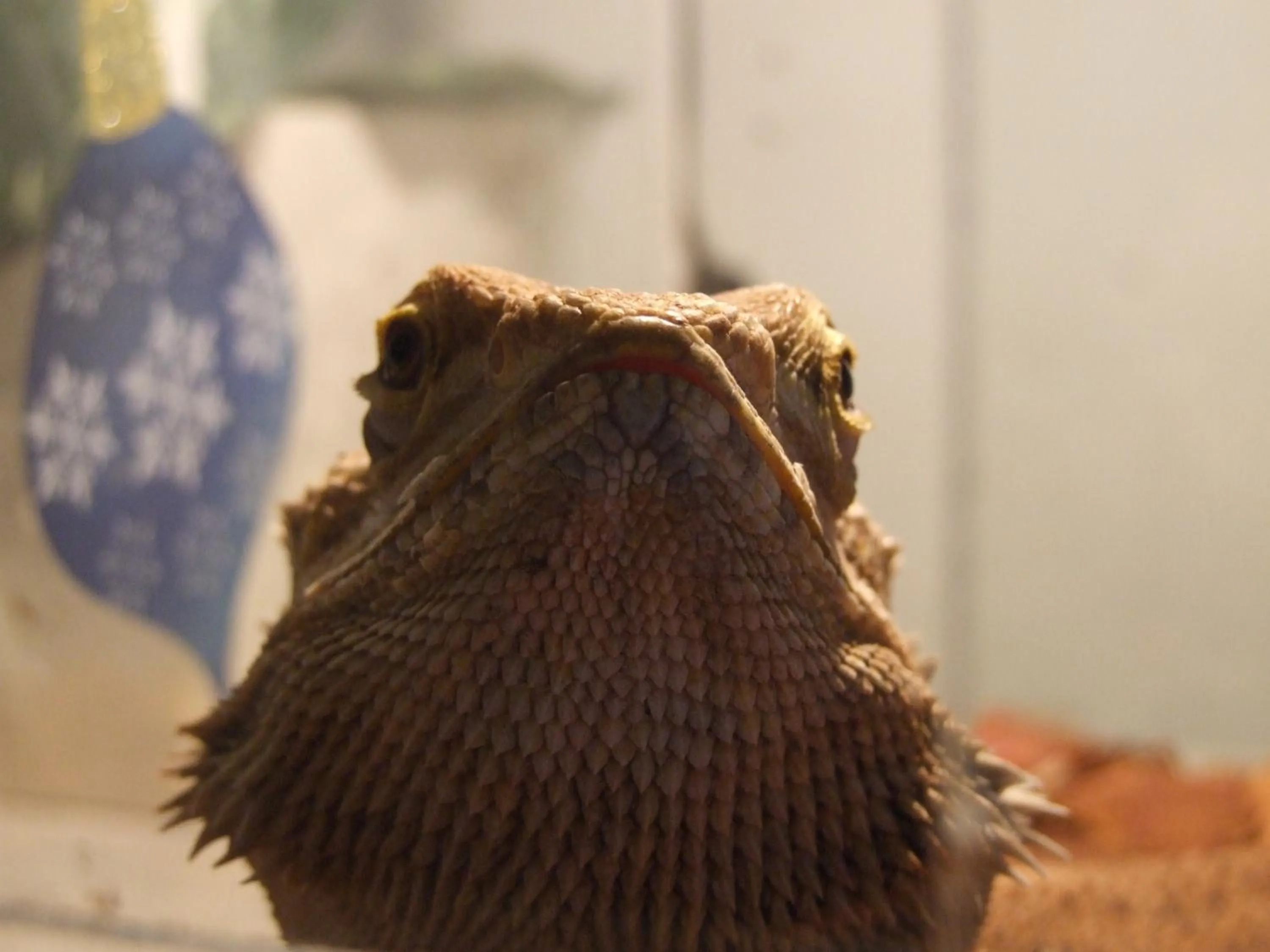 Animals in Pollushof Panzió és Étterem