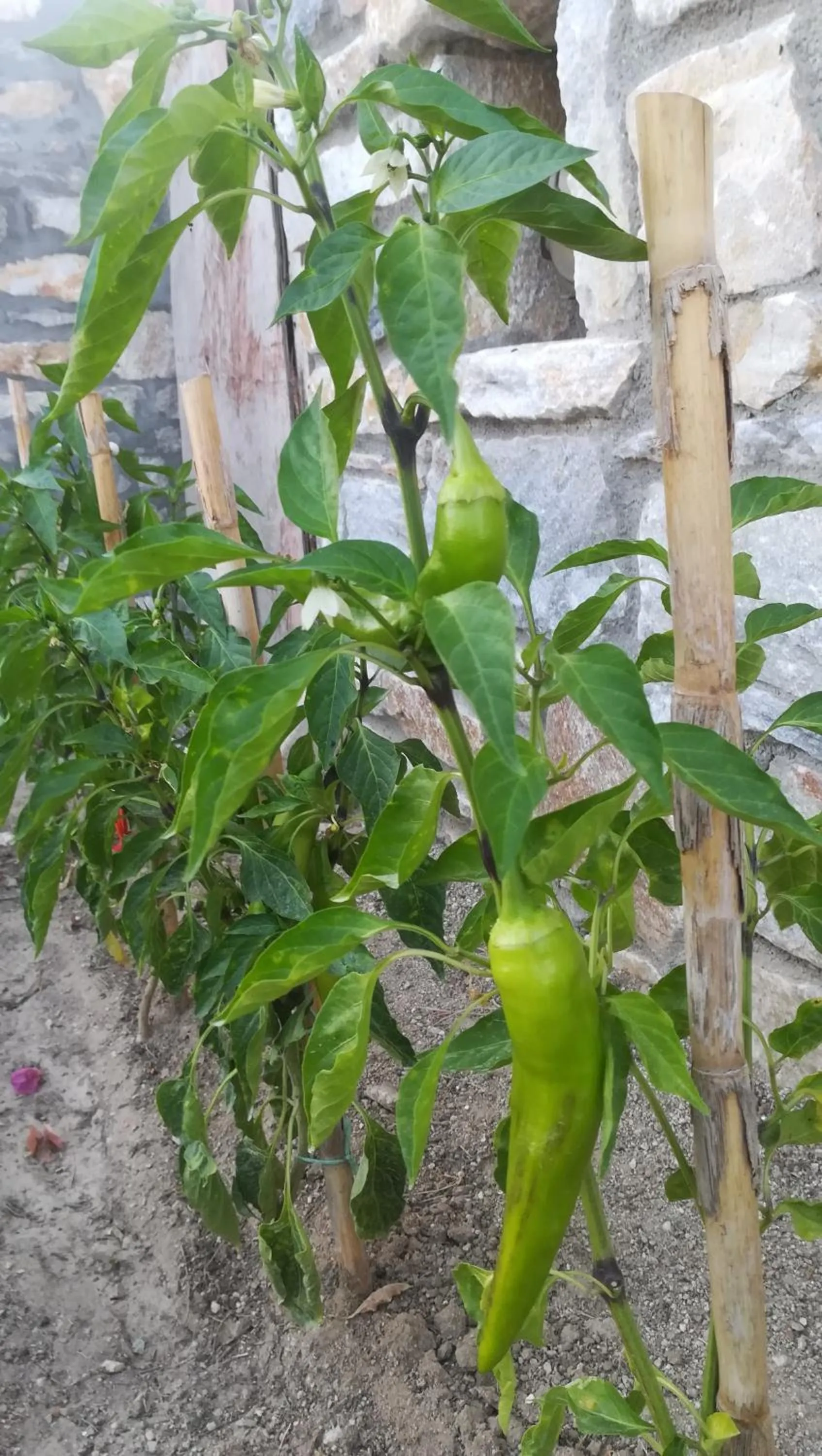 Garden in Blue Harmony Apartments
