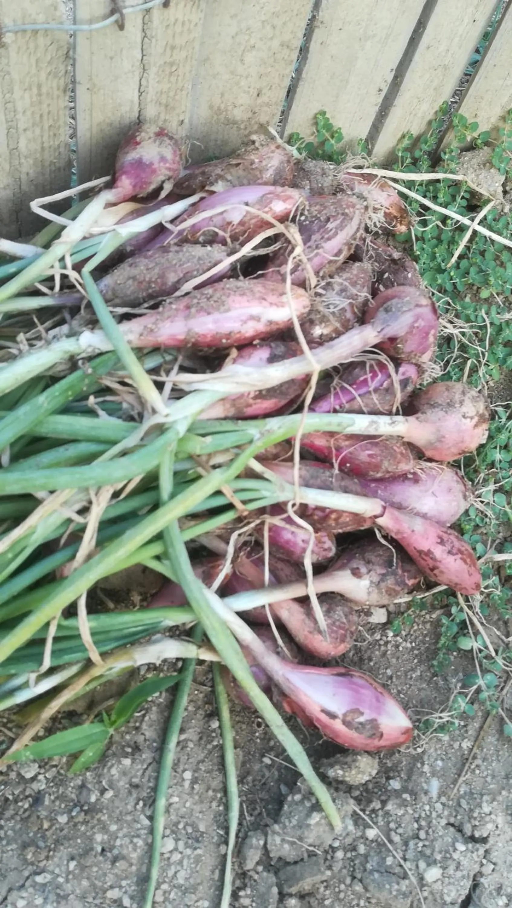 Garden in Blue Harmony Apartments
