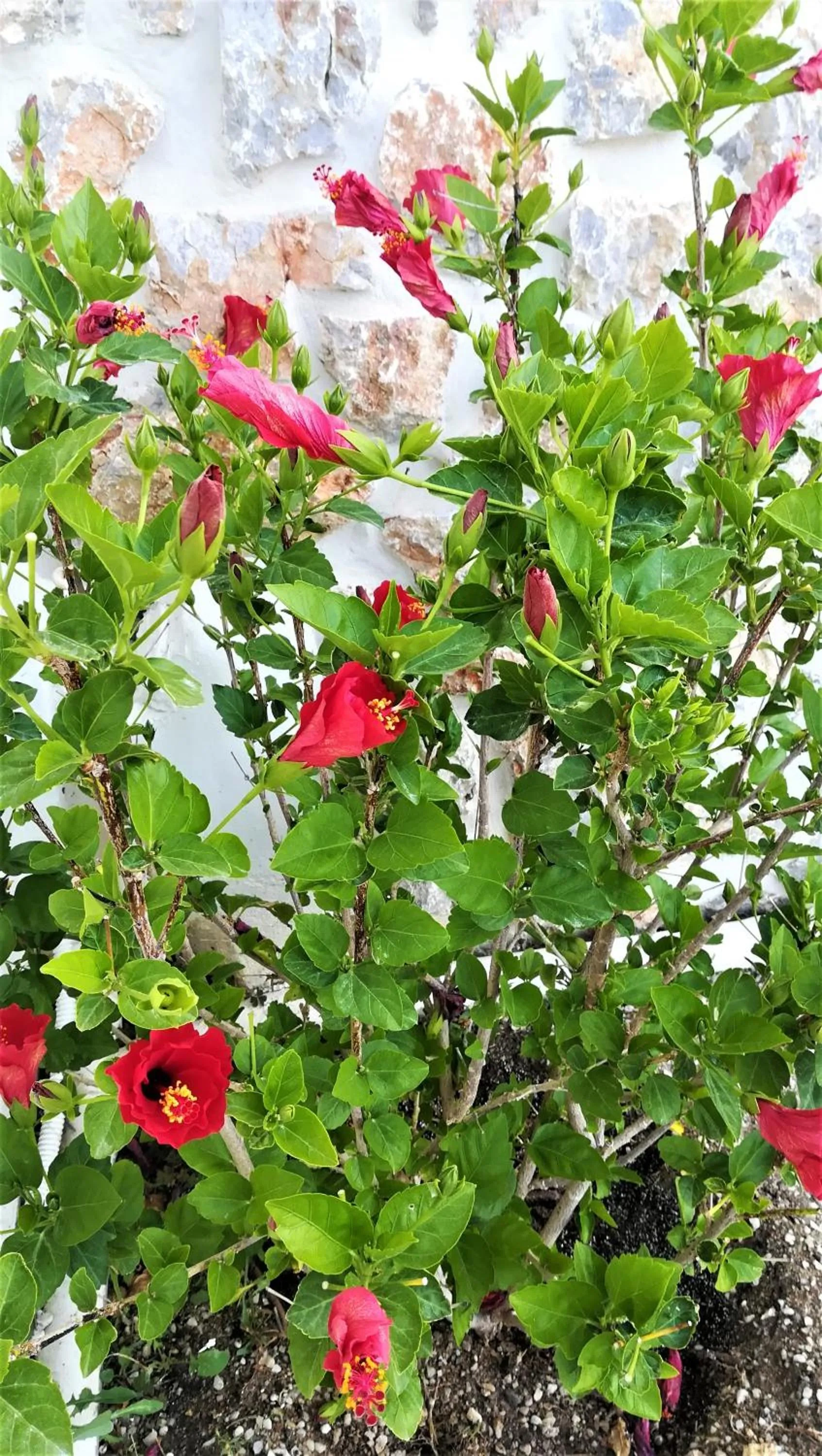 Garden in Blue Harmony Apartments