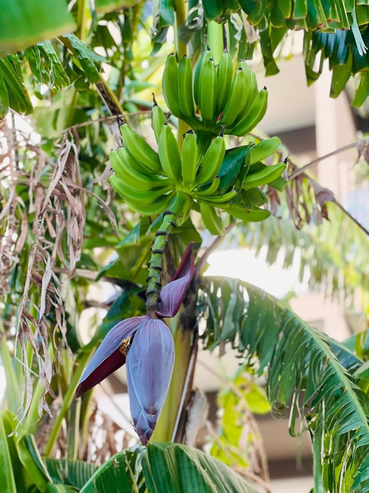 Bouganville Residence