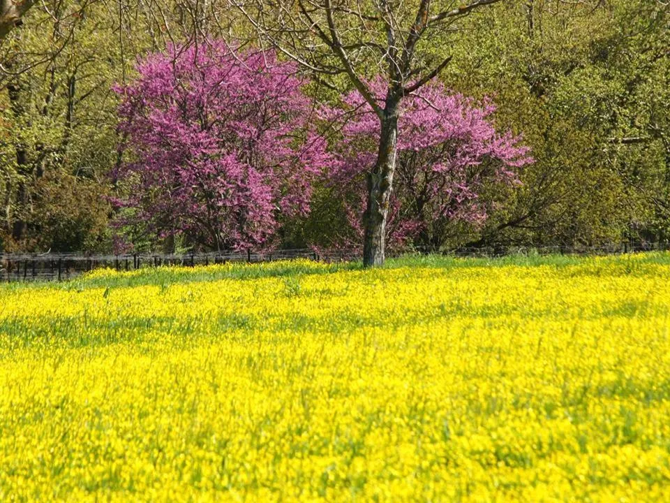 Off site in Livadaki Village