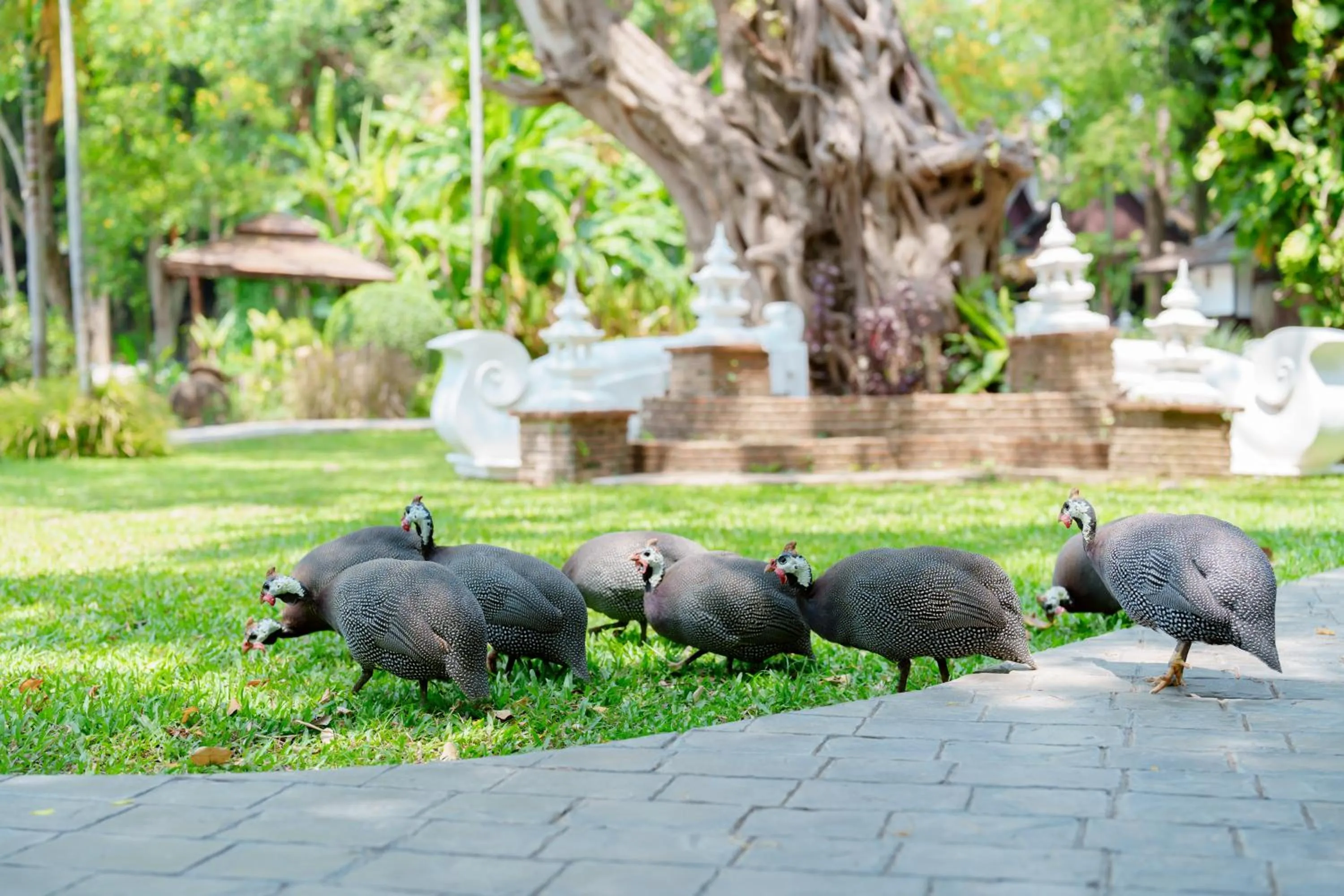 On site in Lampang River Lodge