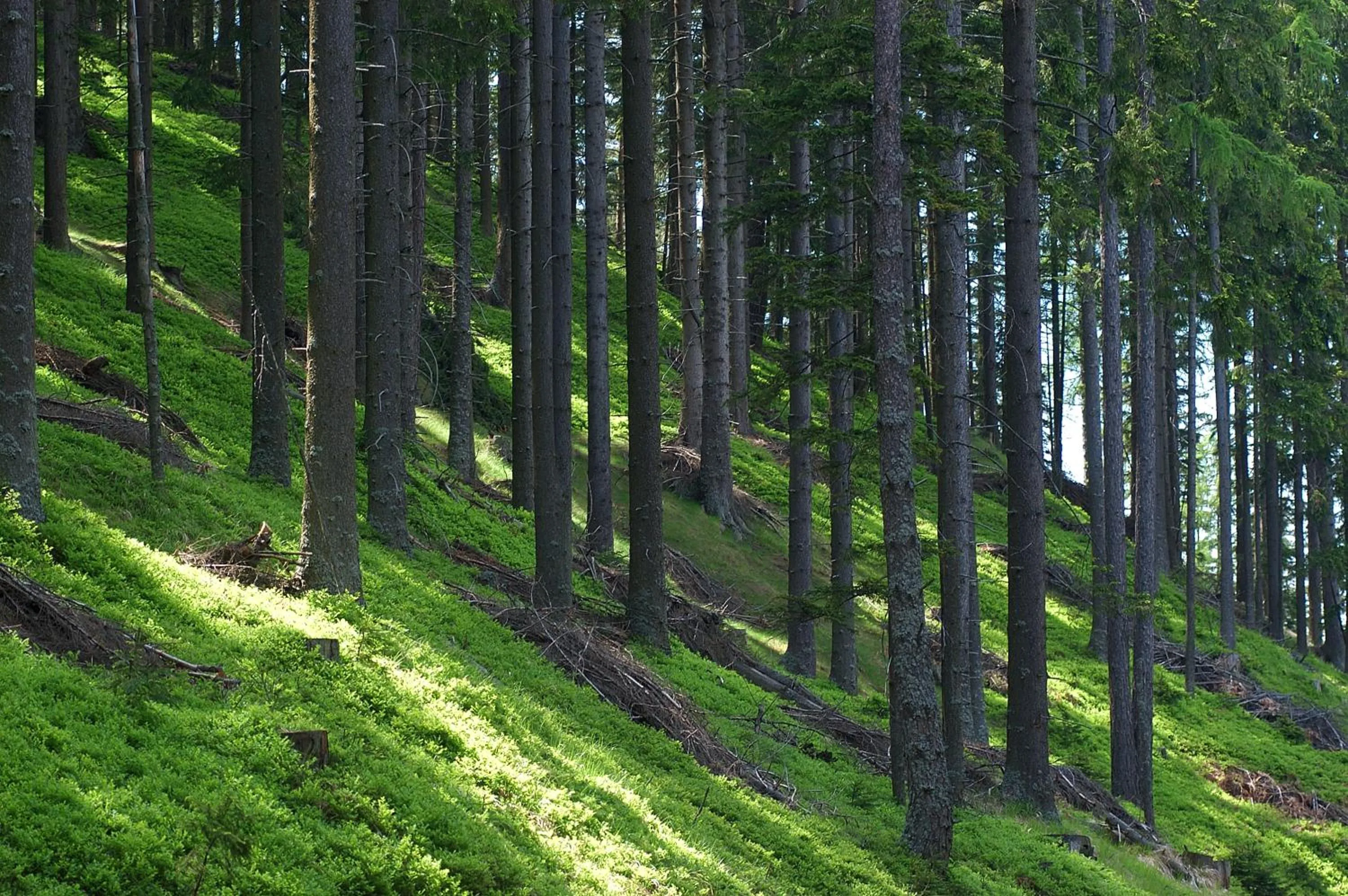 Natural landscape in Hotel Korosica