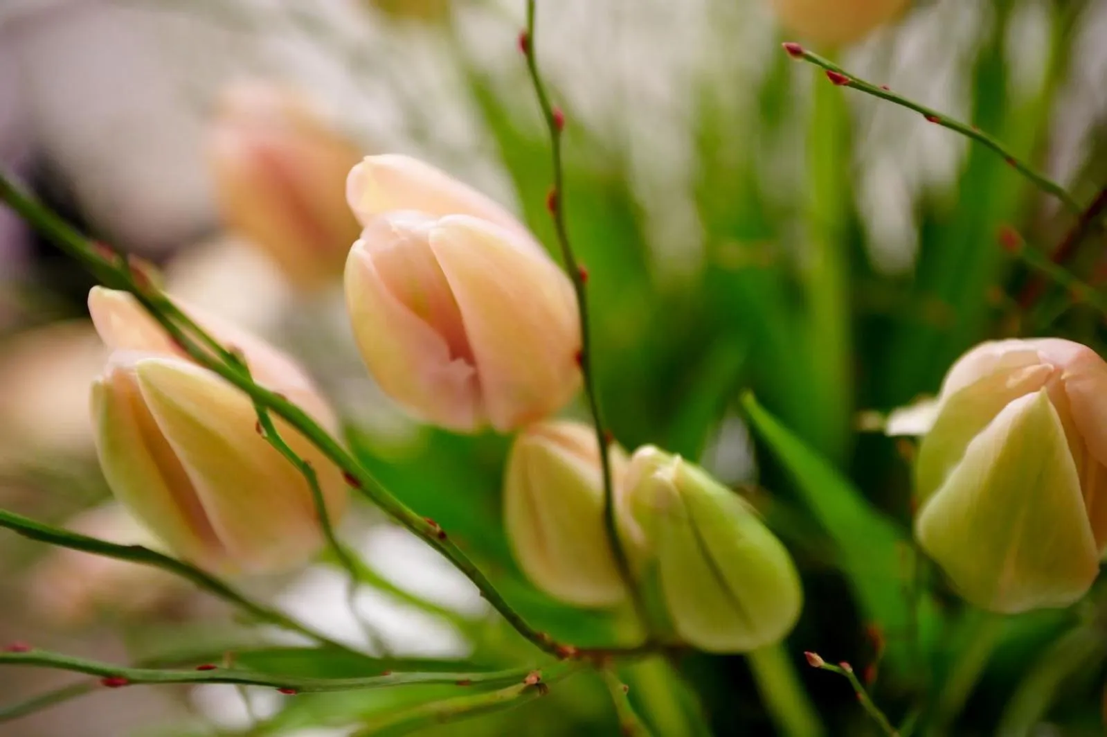 Spring in Hotel Mozart