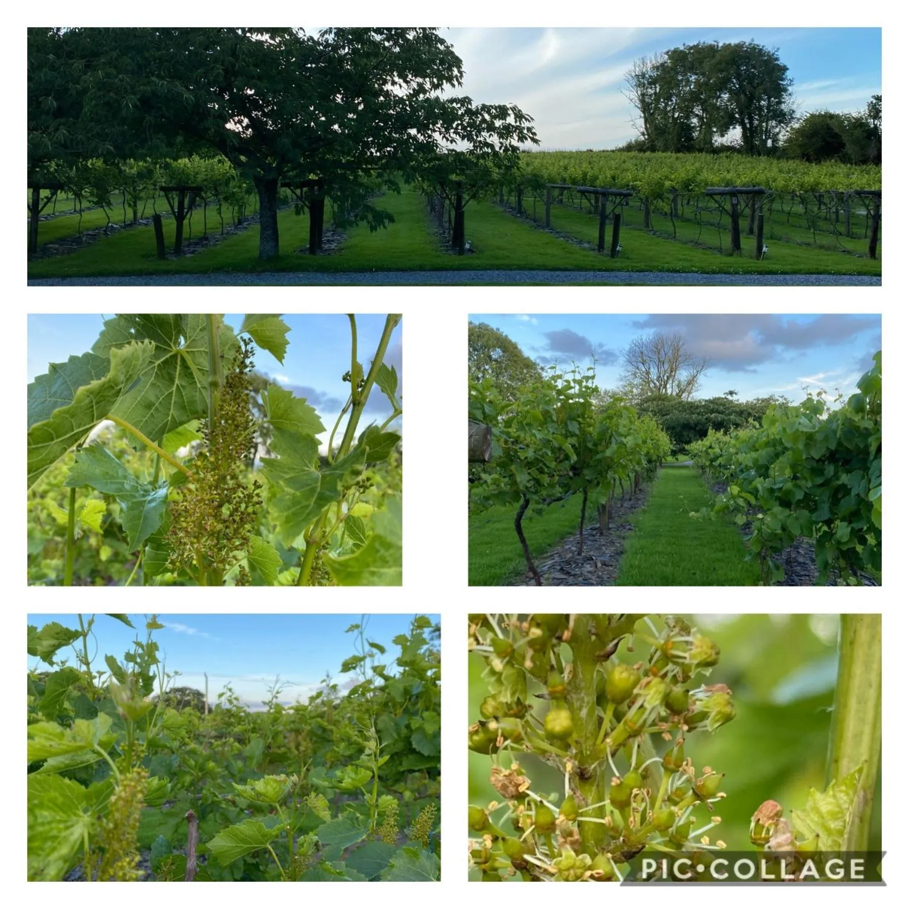 Jabajak Vineyard Restaurant & Rooms