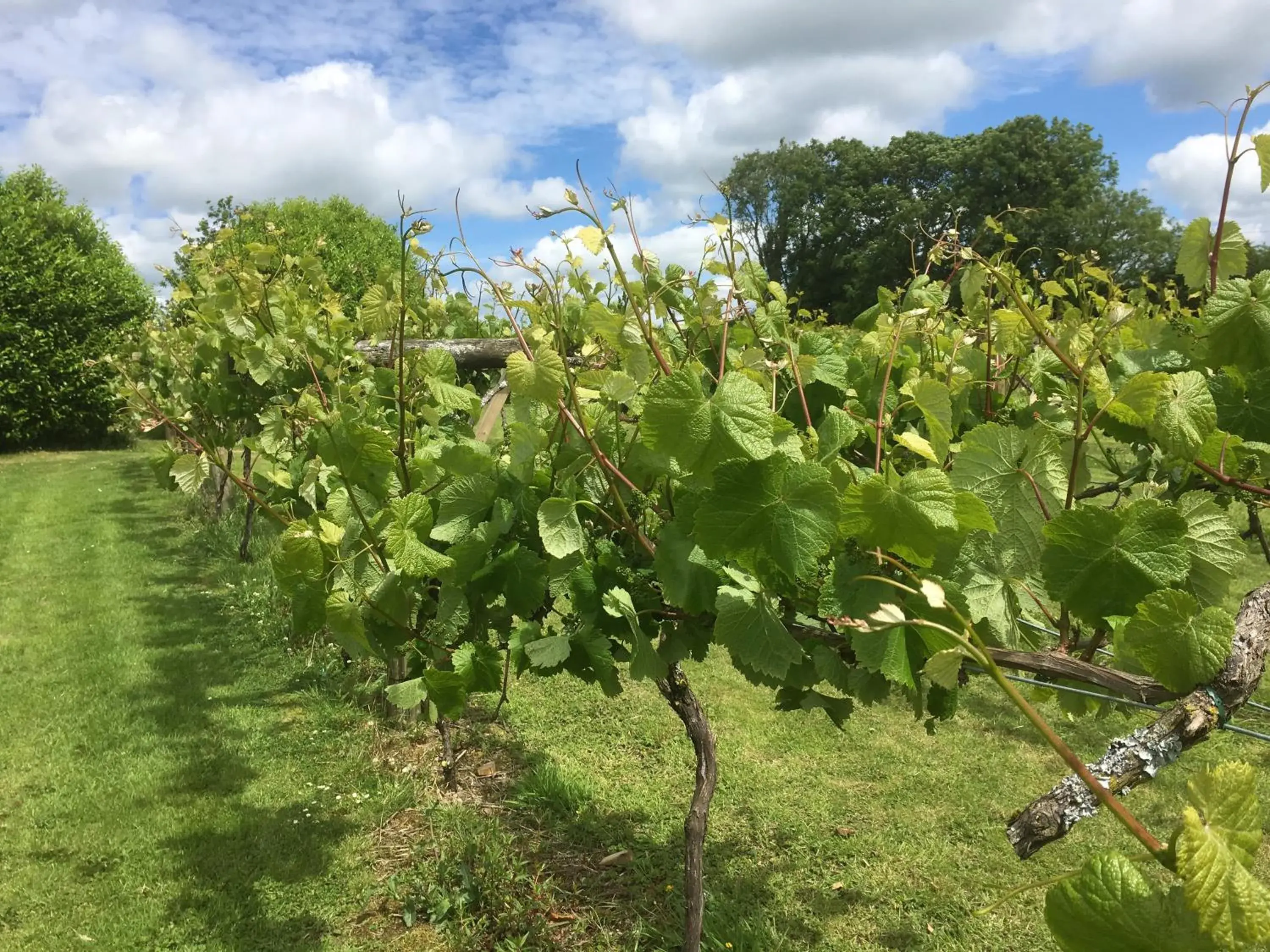 Jabajak Vineyard Restaurant & Rooms Jabajak Vineyard Restaurant & Rooms