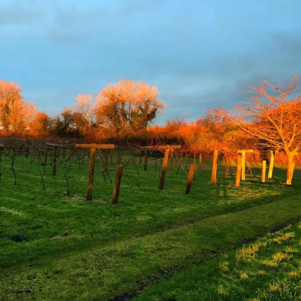 Jabajak Vineyard Restaurant & Rooms Jabajak Vineyard Restaurant & Rooms