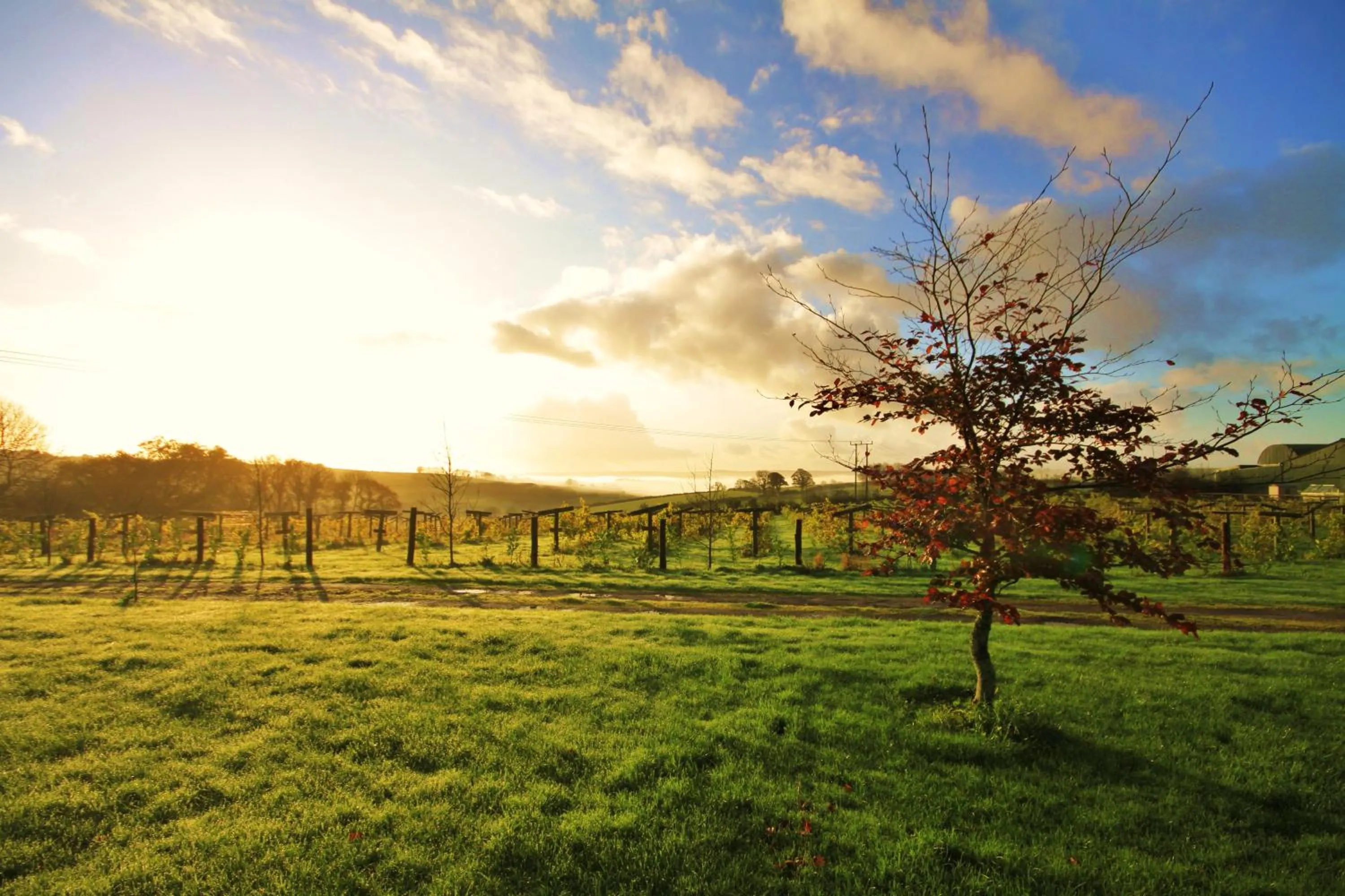 Jabajak Vineyard Restaurant & Rooms