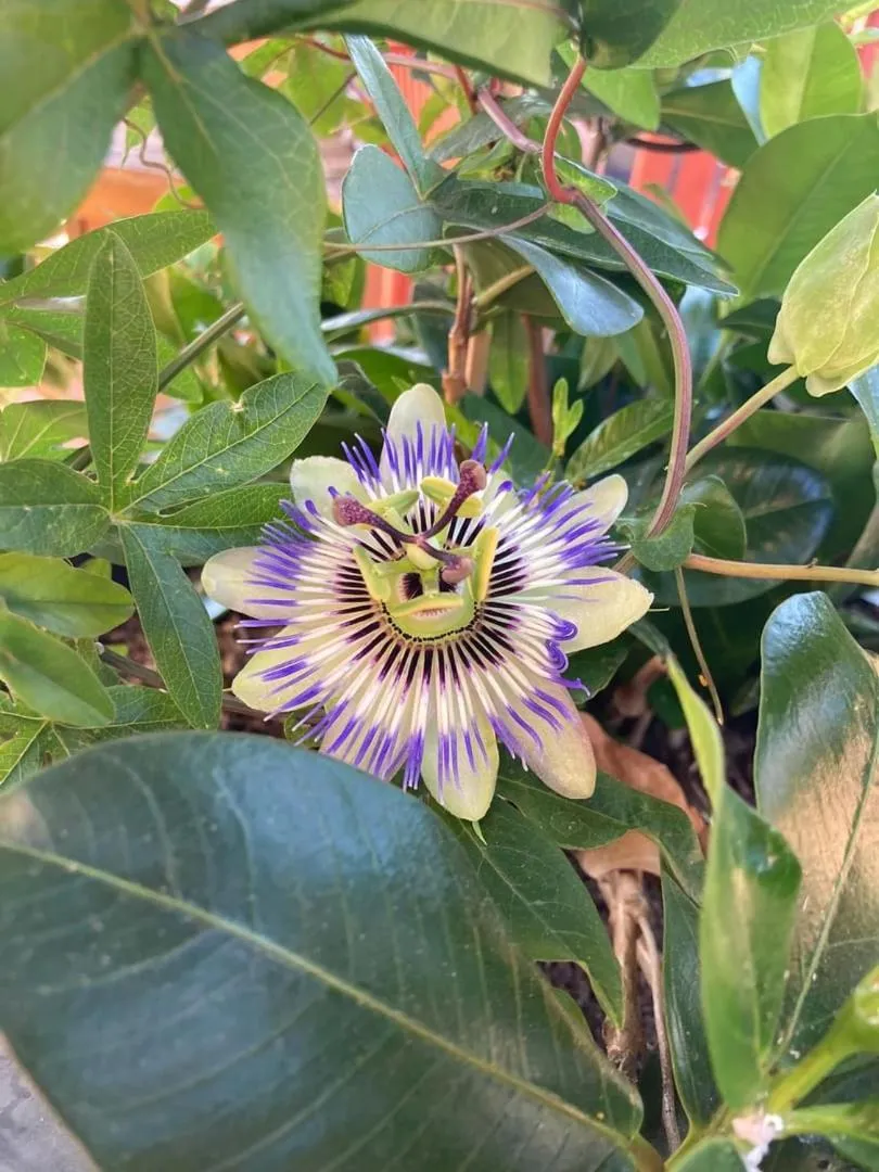 Patio in Hôtel Le Gambetta