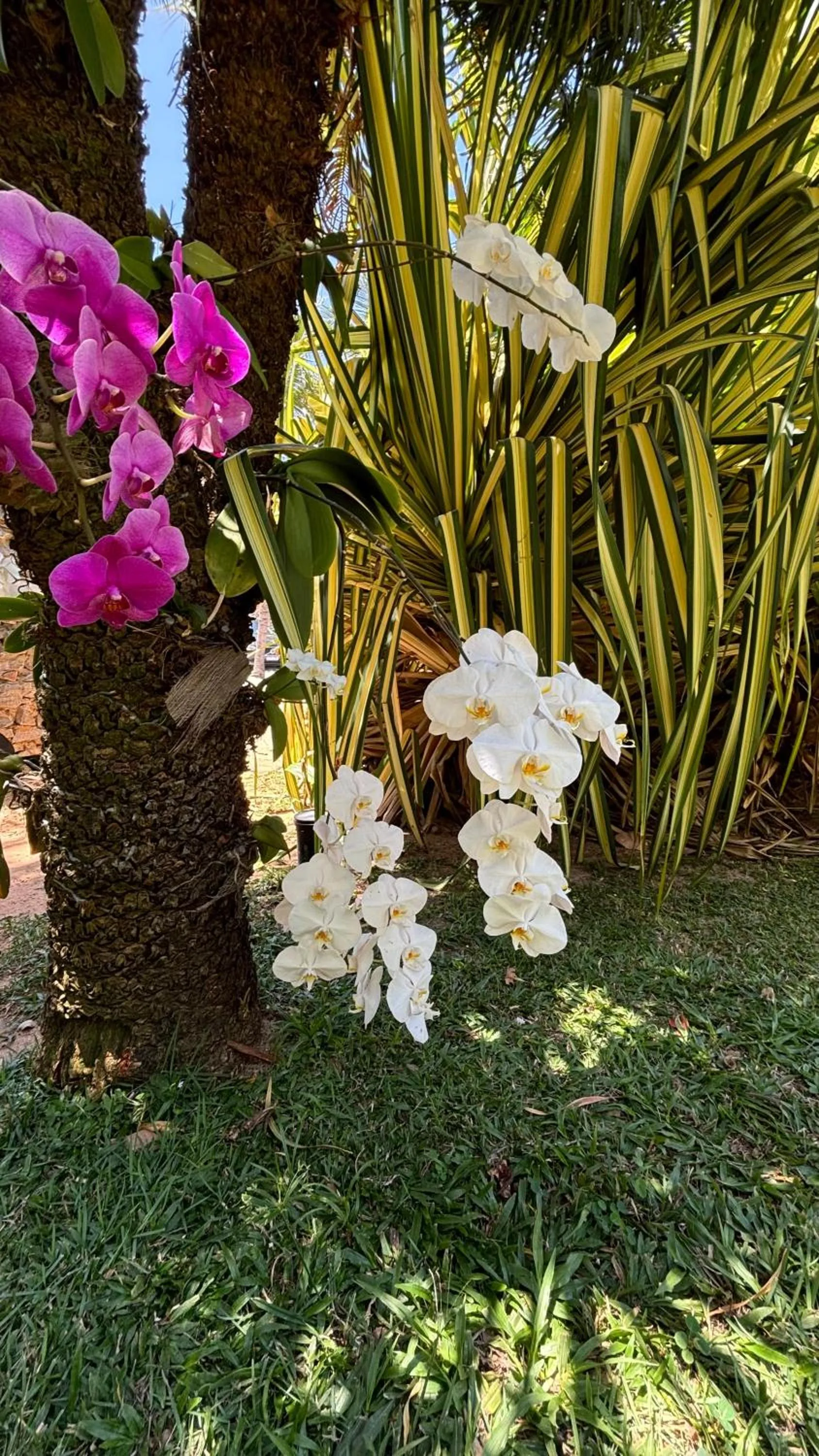 Garden in Hotel da Pipa
