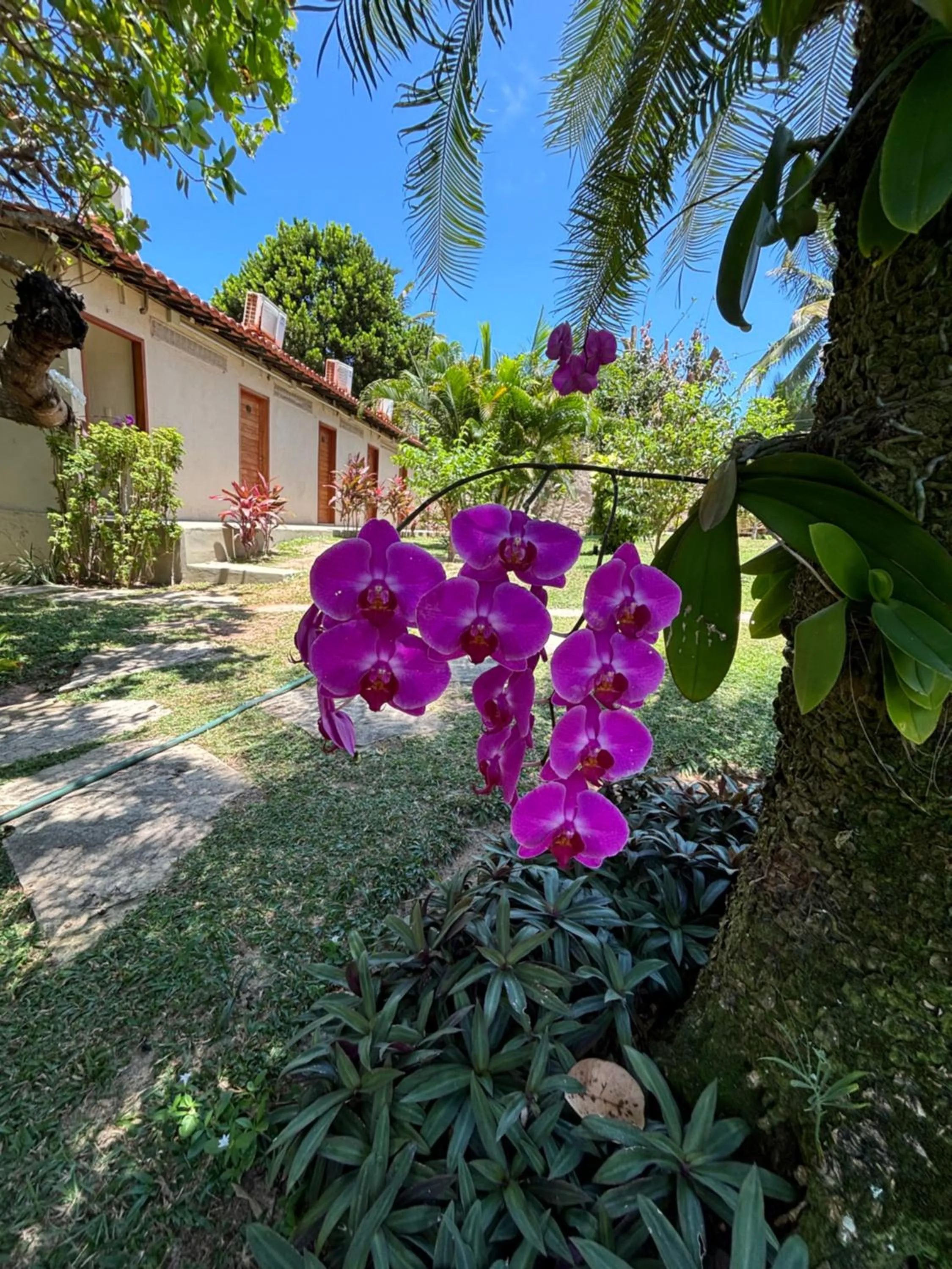 Garden view in Hotel da Pipa