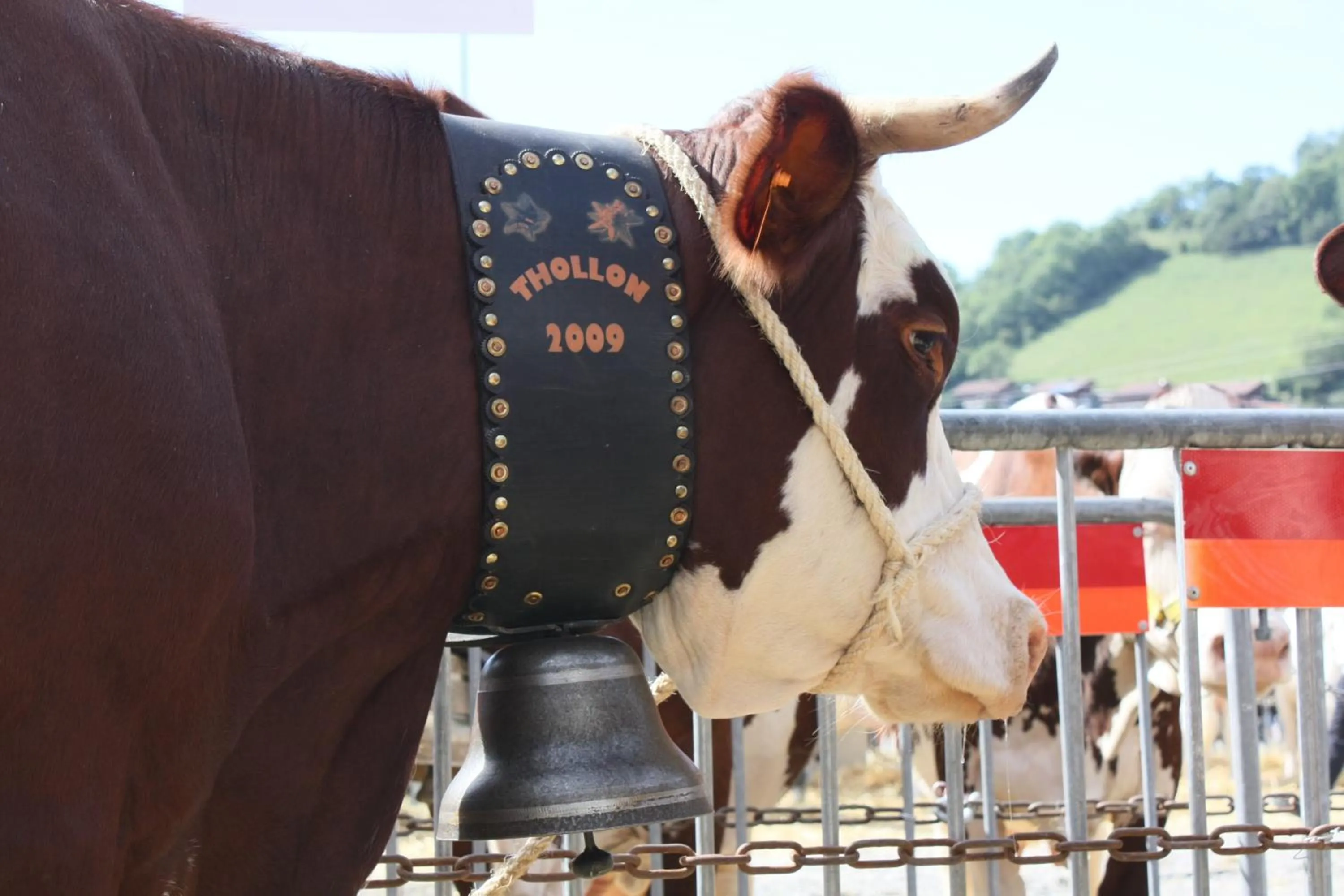 Entertainment in Bon-Séjour