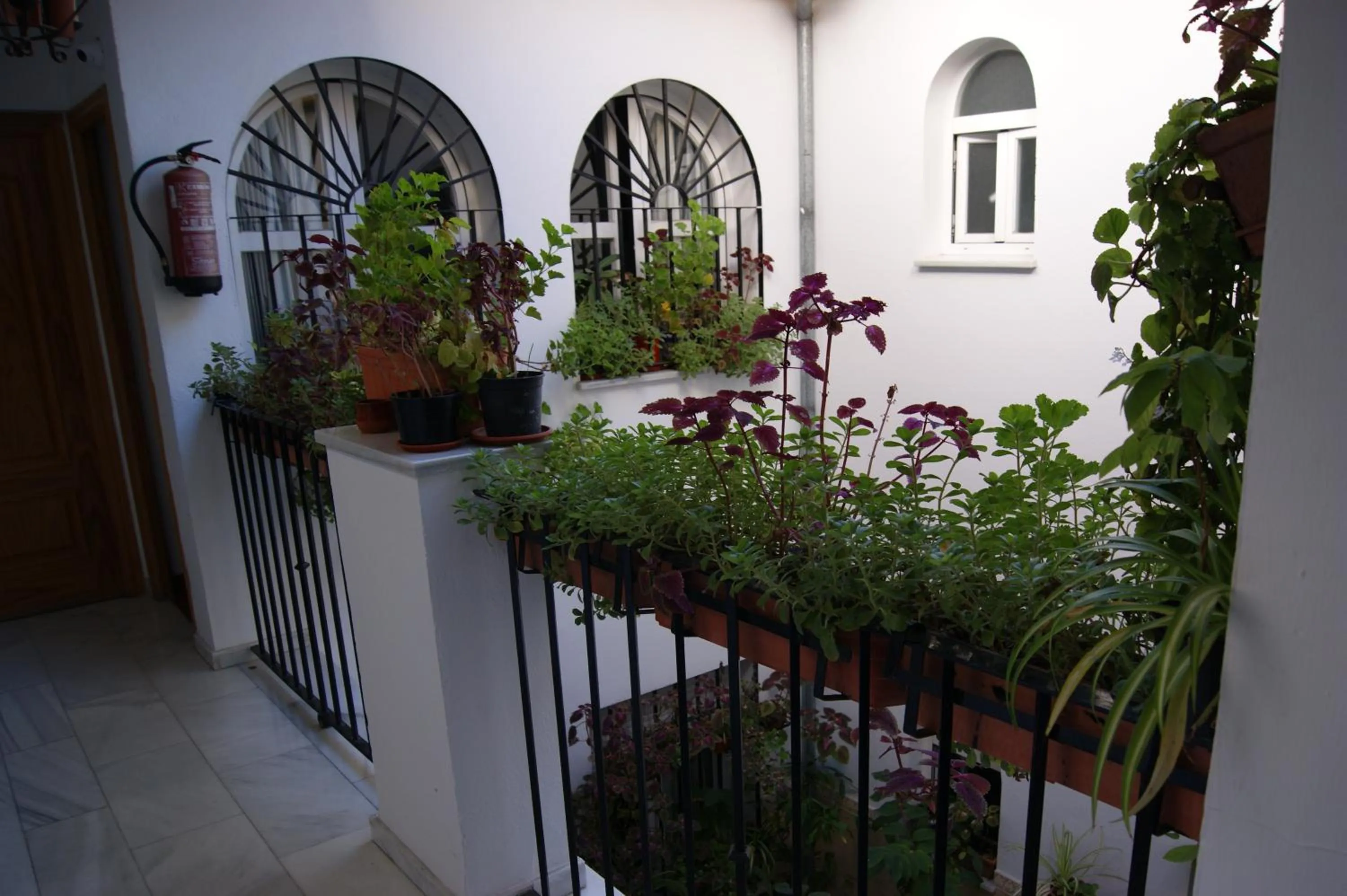 Spring in Hostal Alcazar I