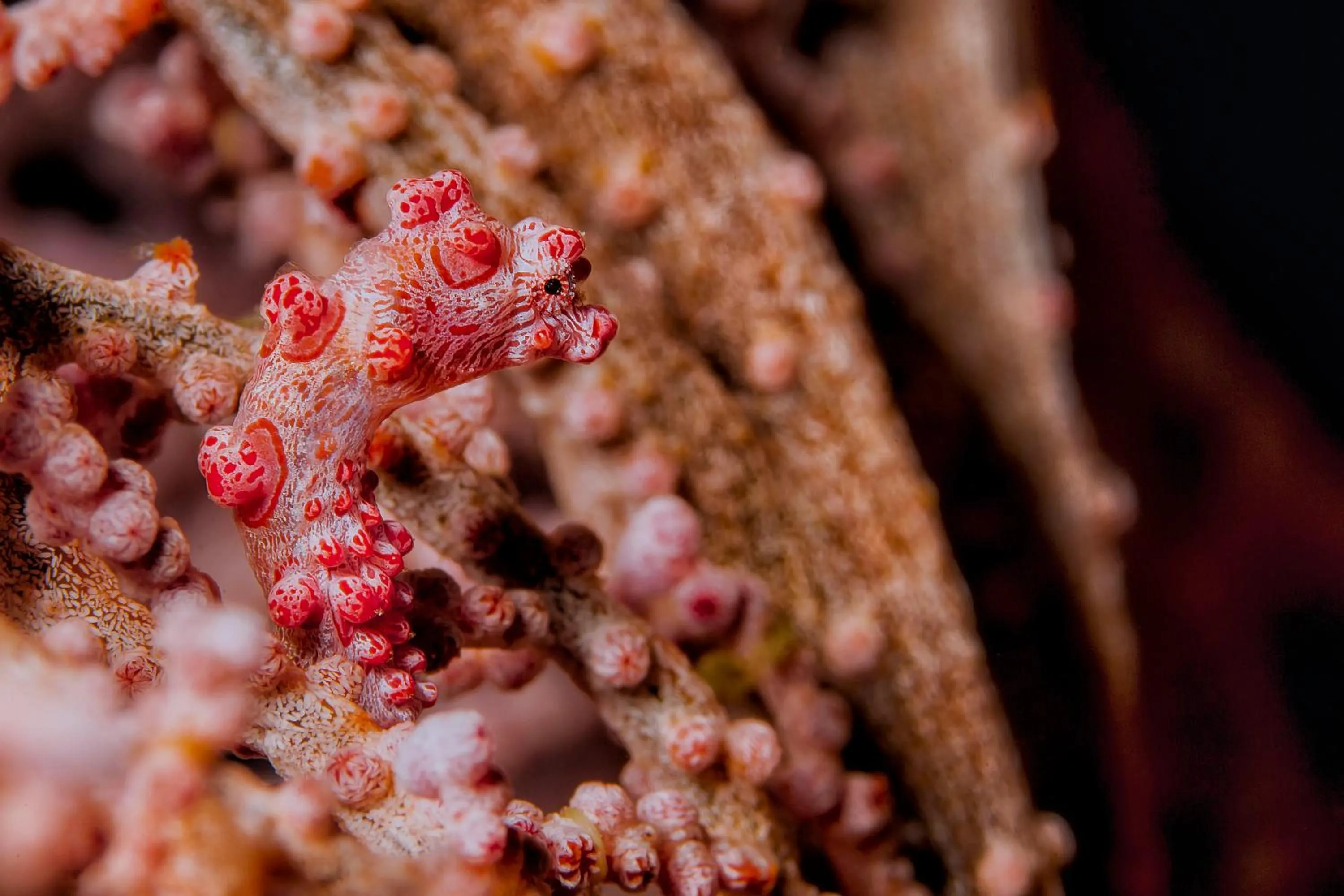 Diving in Murex Bangka Dive Resort