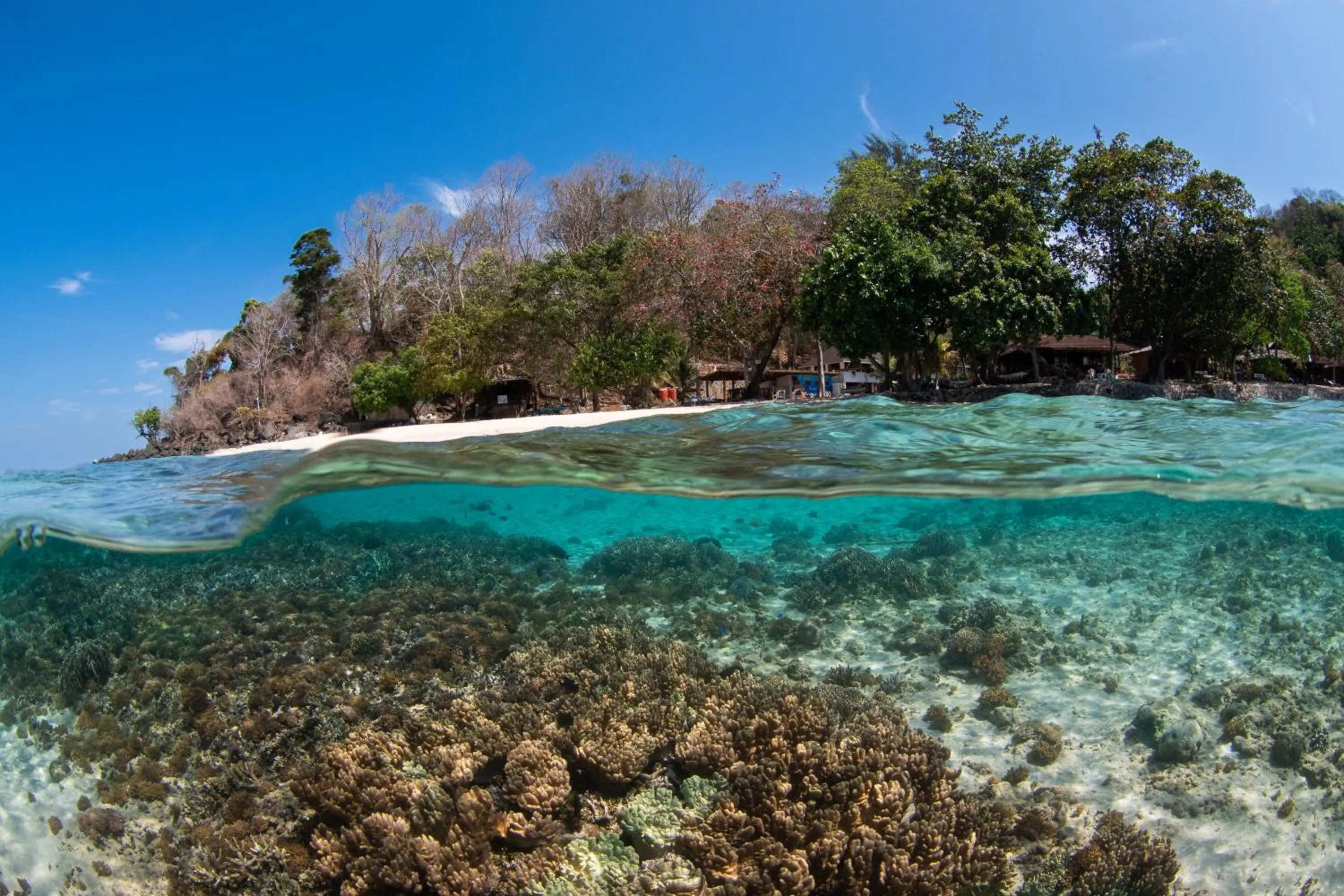 Murex Bangka Dive Resort