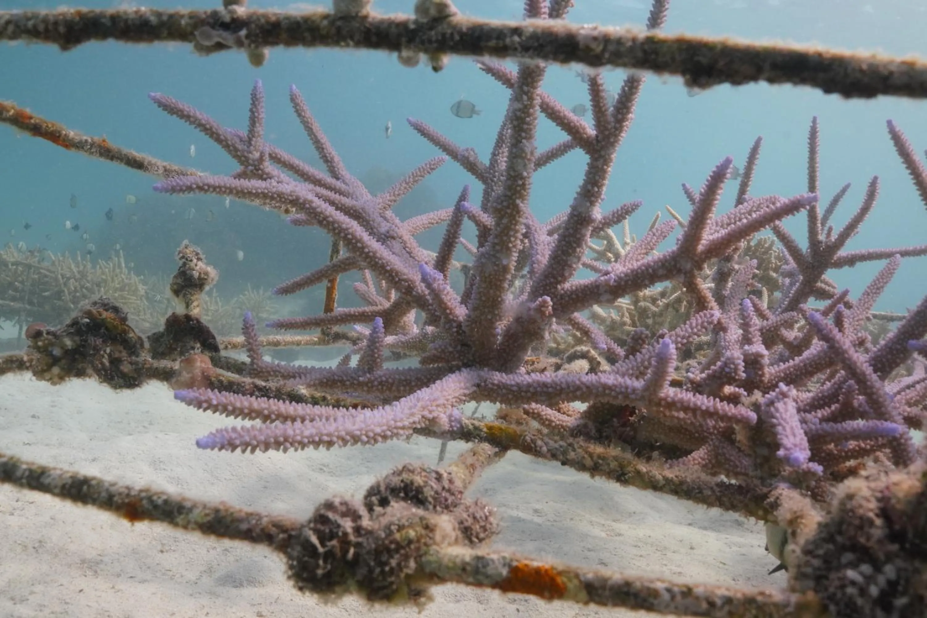 Diving in Murex Bangka Dive Resort