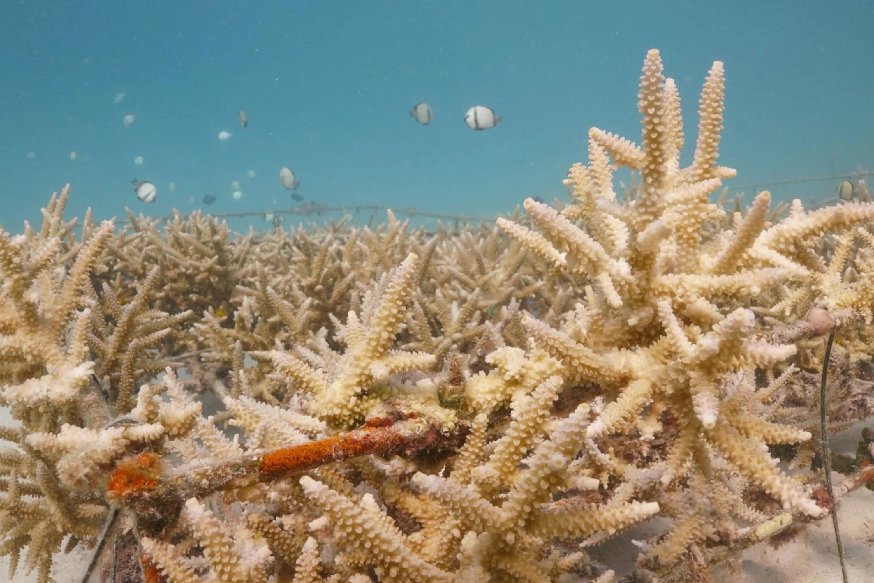 Day in Murex Bangka Dive Resort