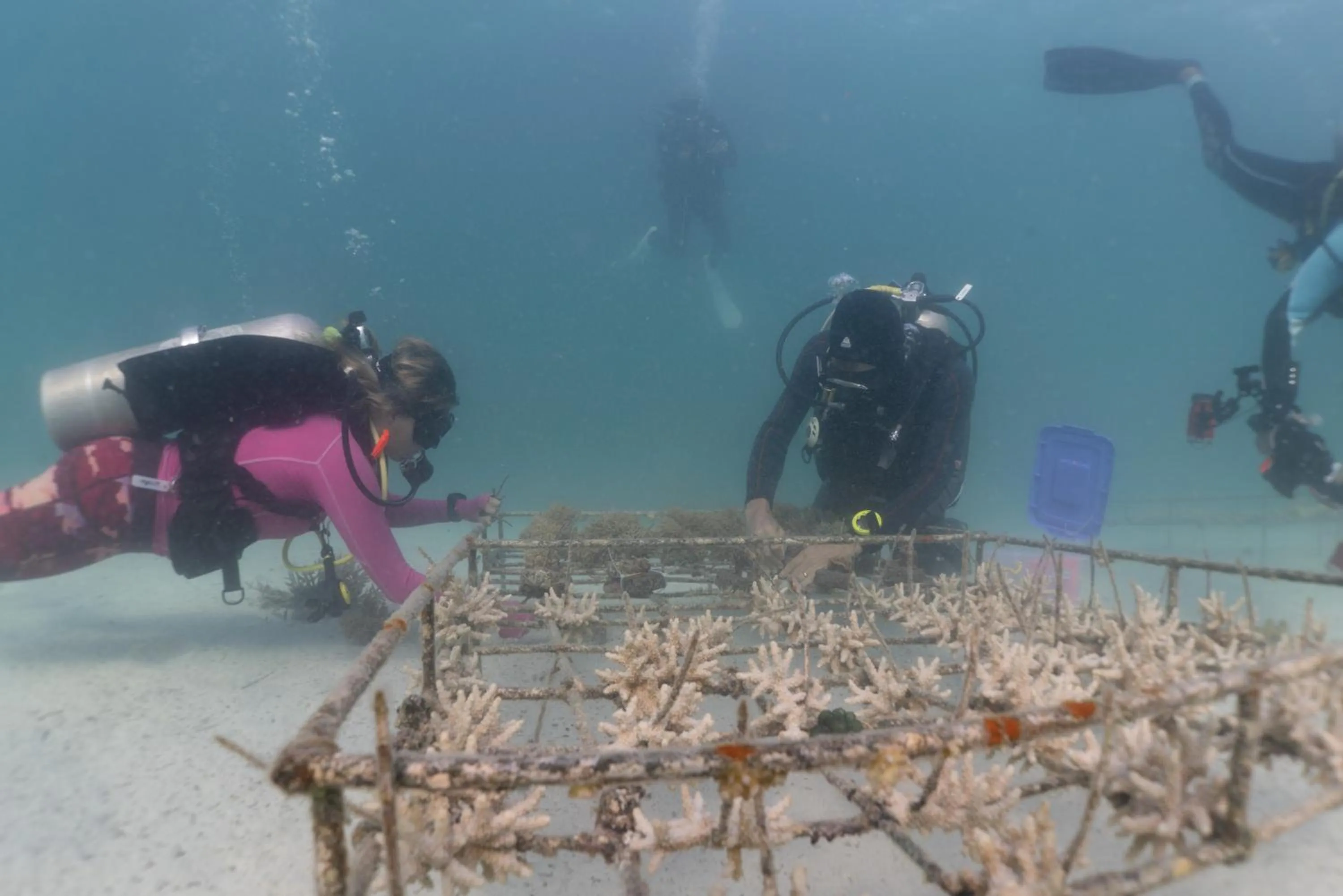 Diving in Murex Bangka Dive Resort