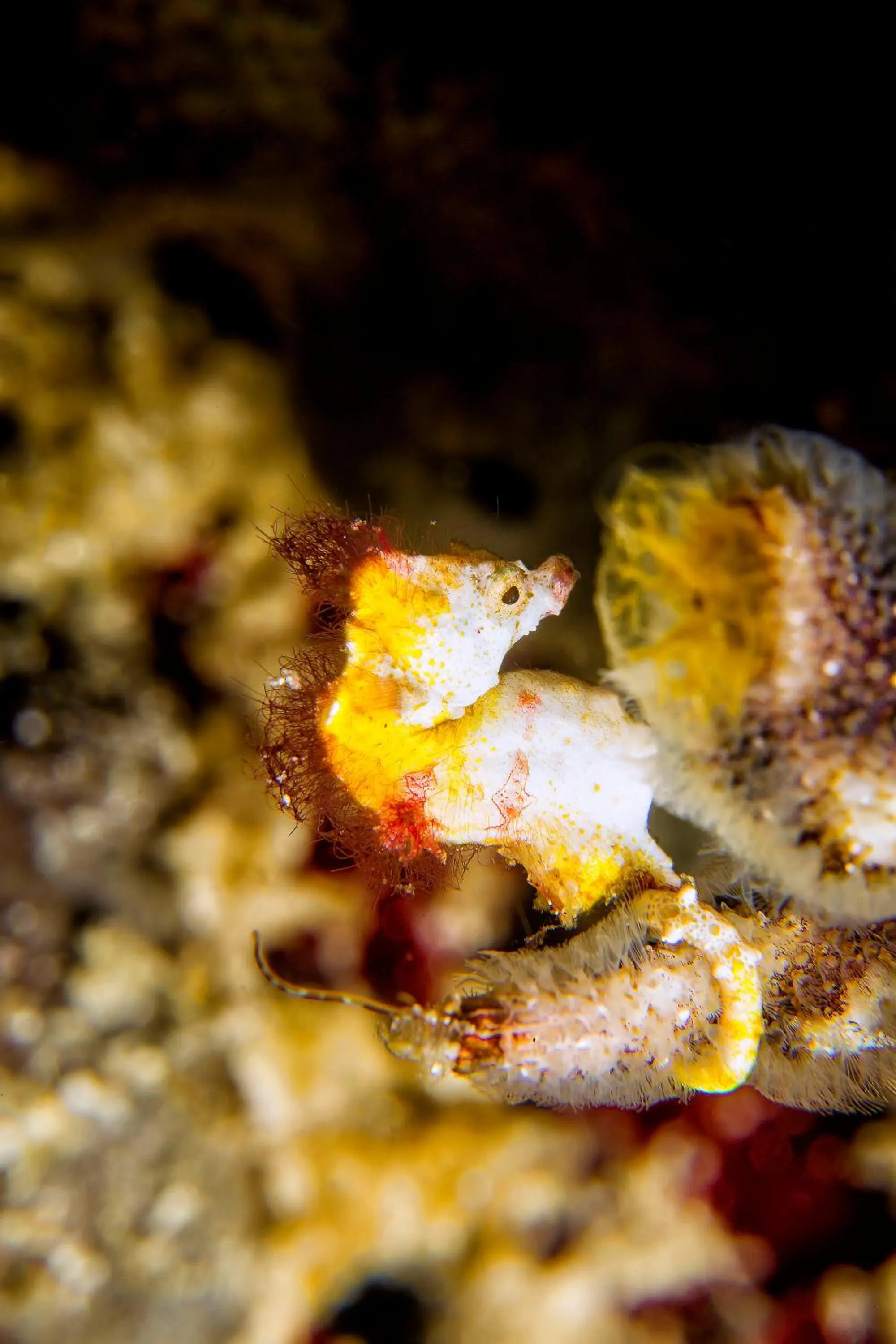 Snorkeling in Murex Bangka Dive Resort