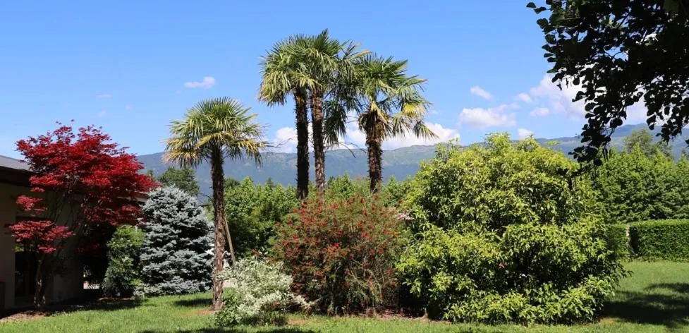 Garden in Hotel Luna
