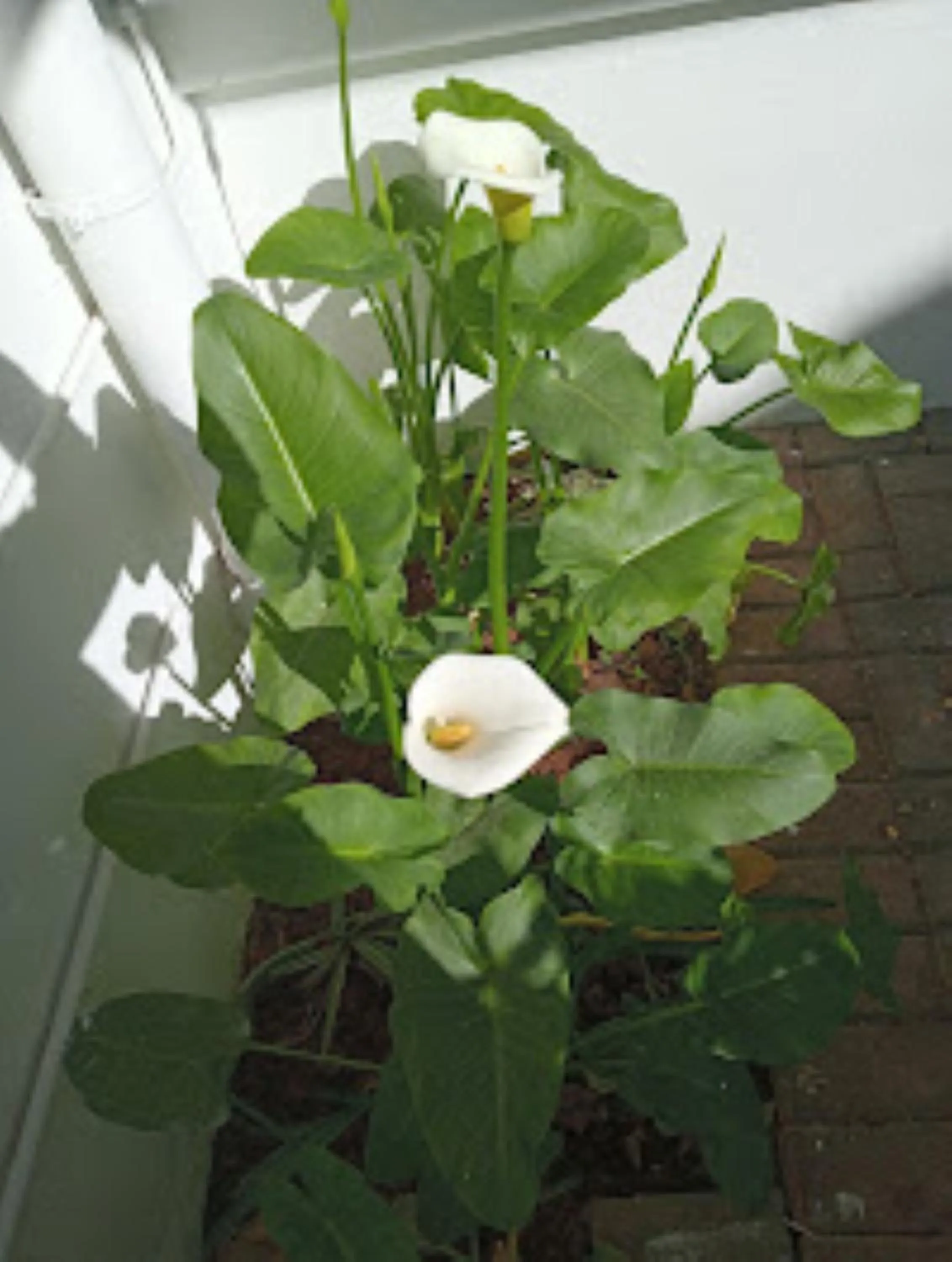 Garden in Victorian Lodge