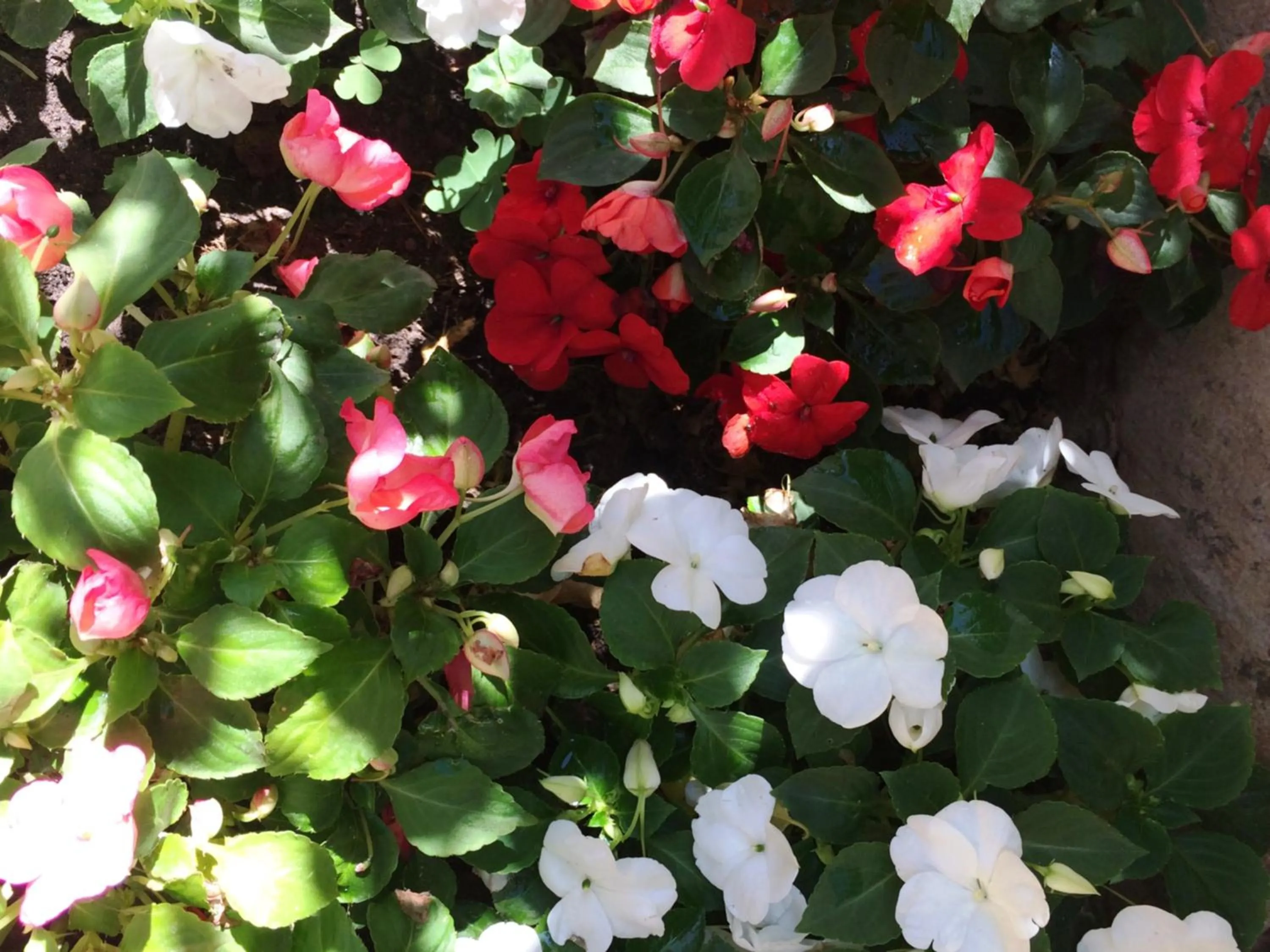 Swimming pool in Hotel Crillon Mendoza