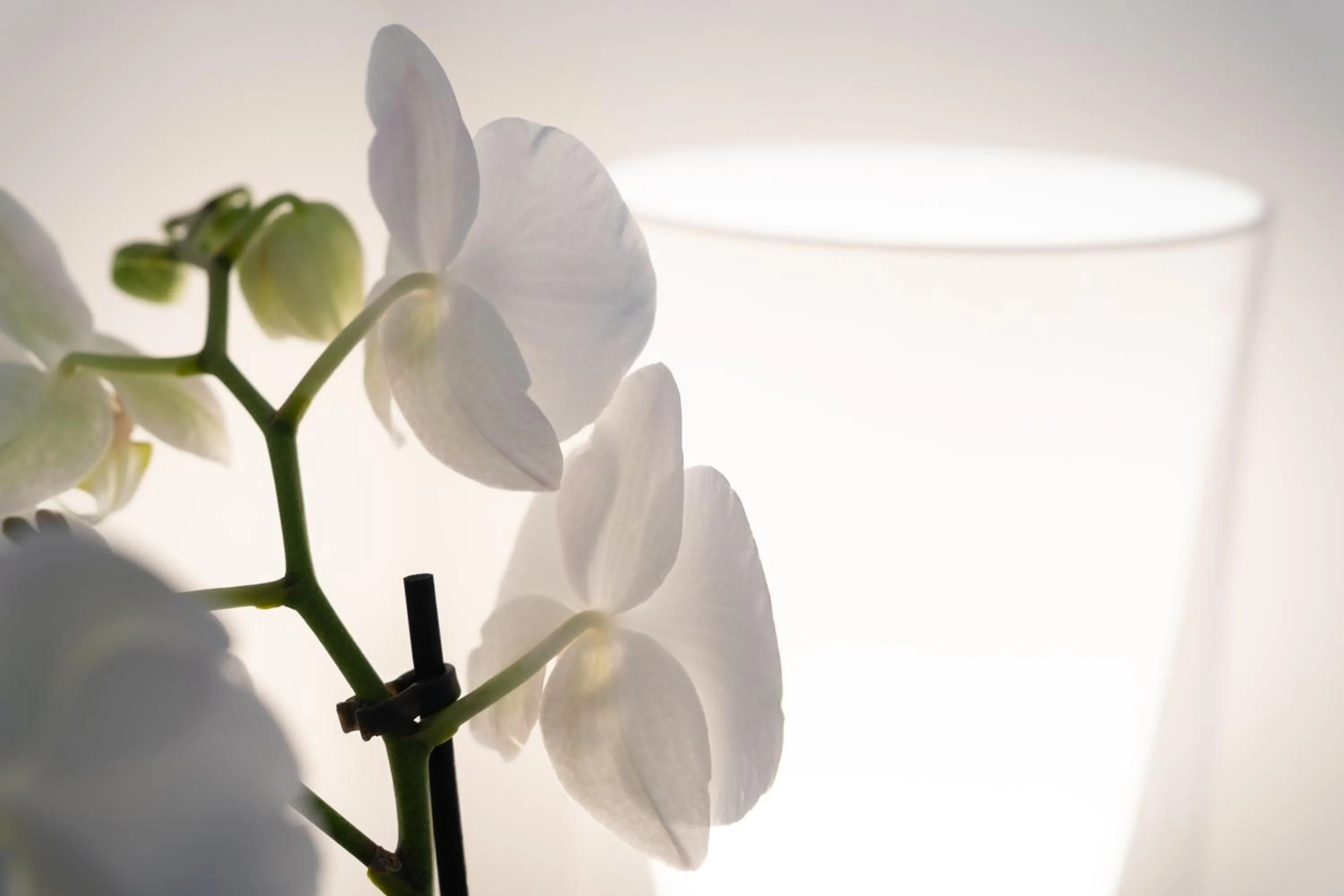 Decorative detail in Suite Inn Catania