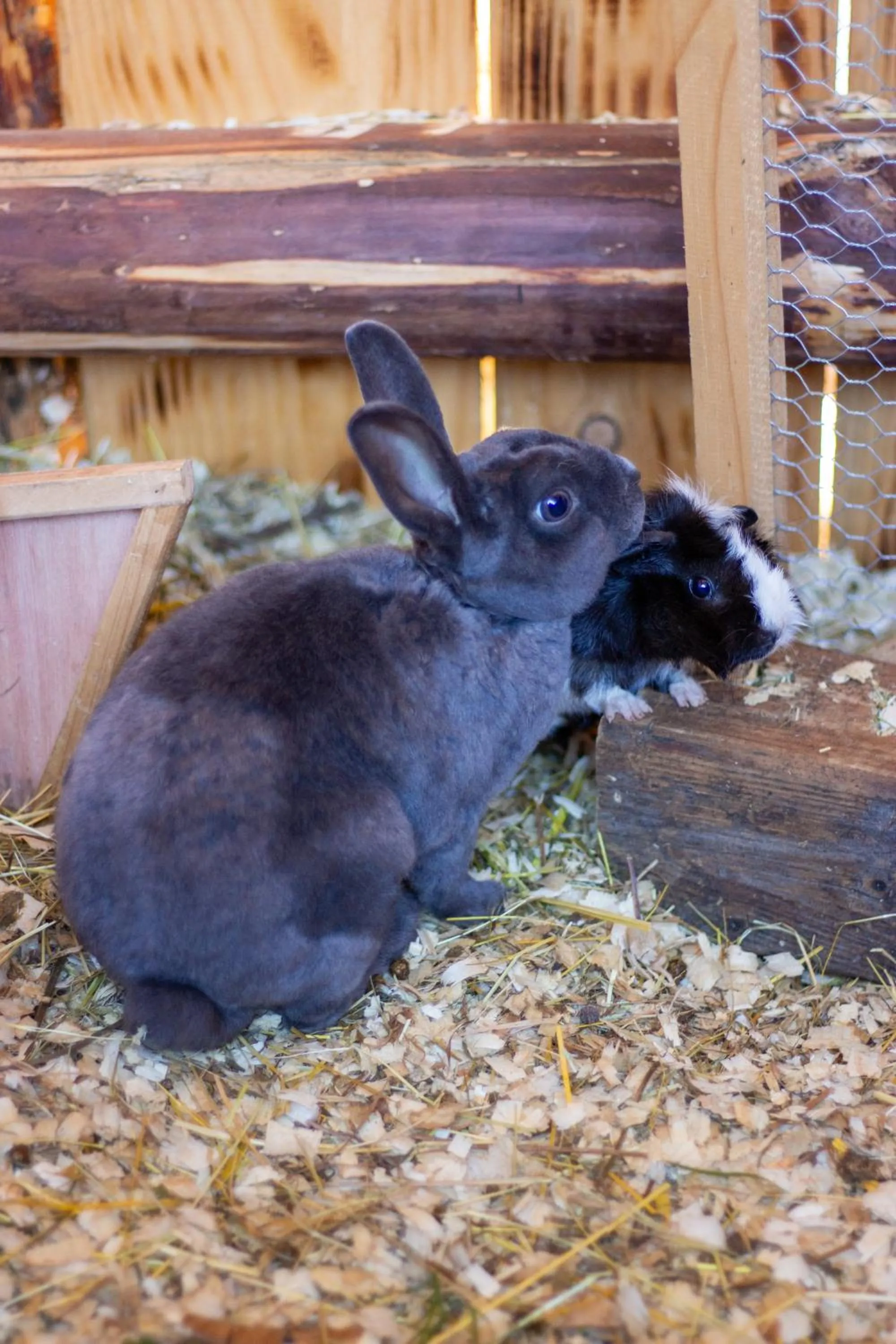 Animals in Hotel Forsthof