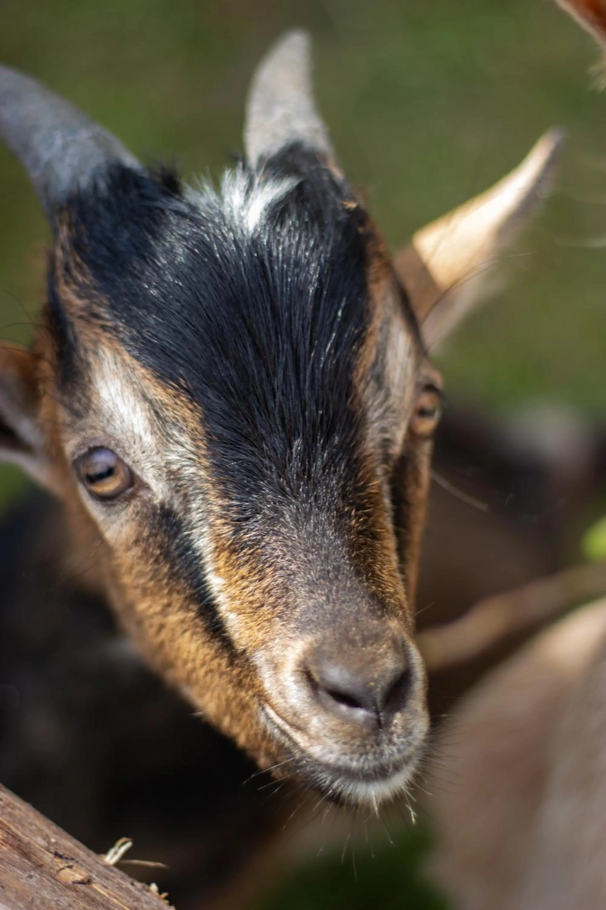 Animals in Hotel Forsthof