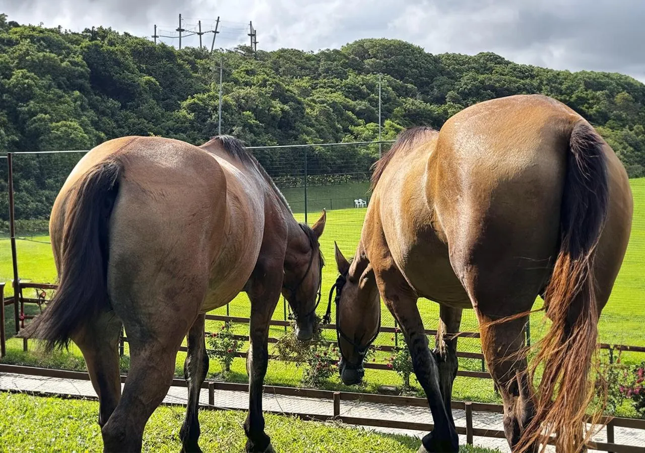 Animals in Costao do Santinho Resort All Inclusive