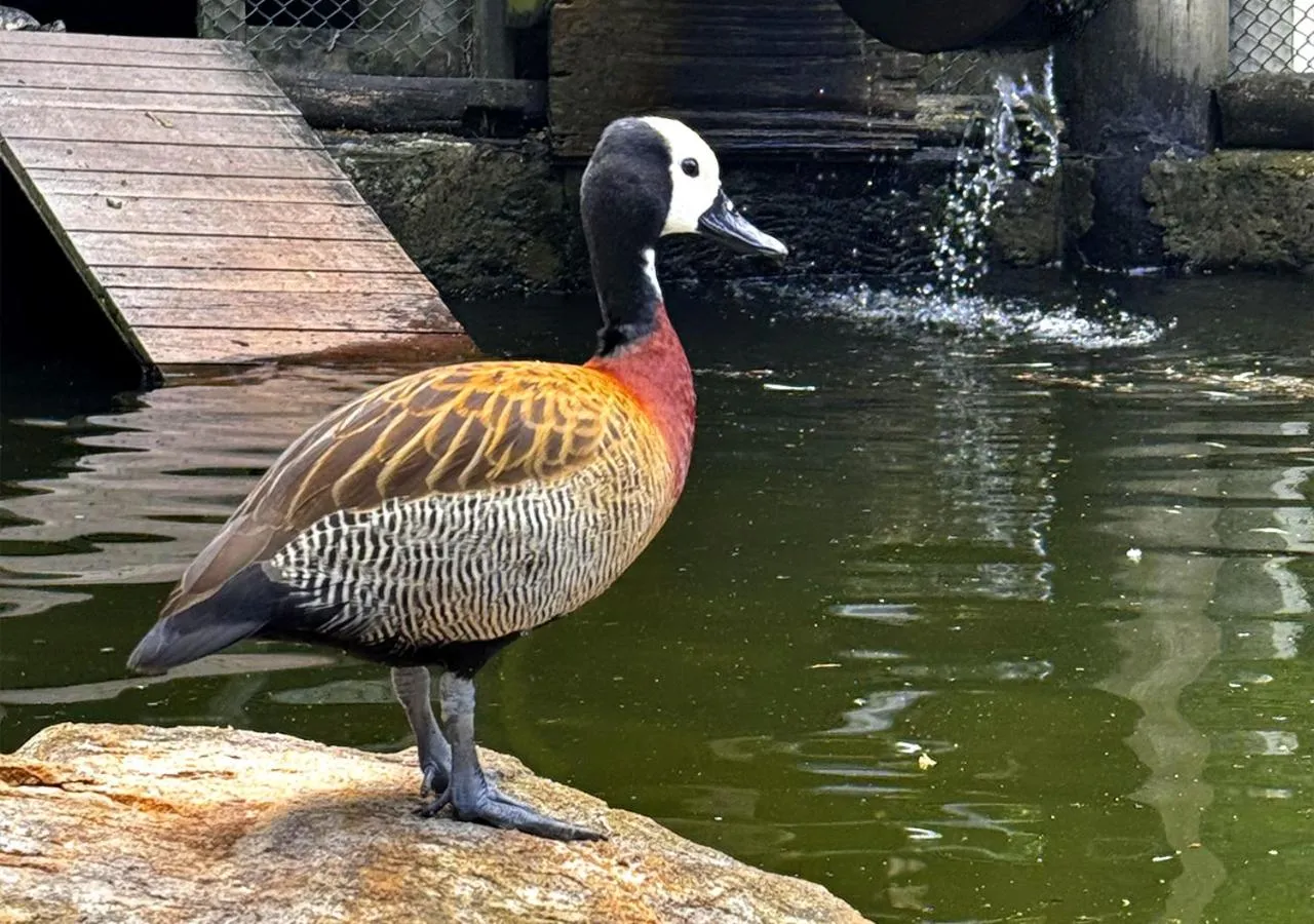 Animals in Costao do Santinho Resort All Inclusive