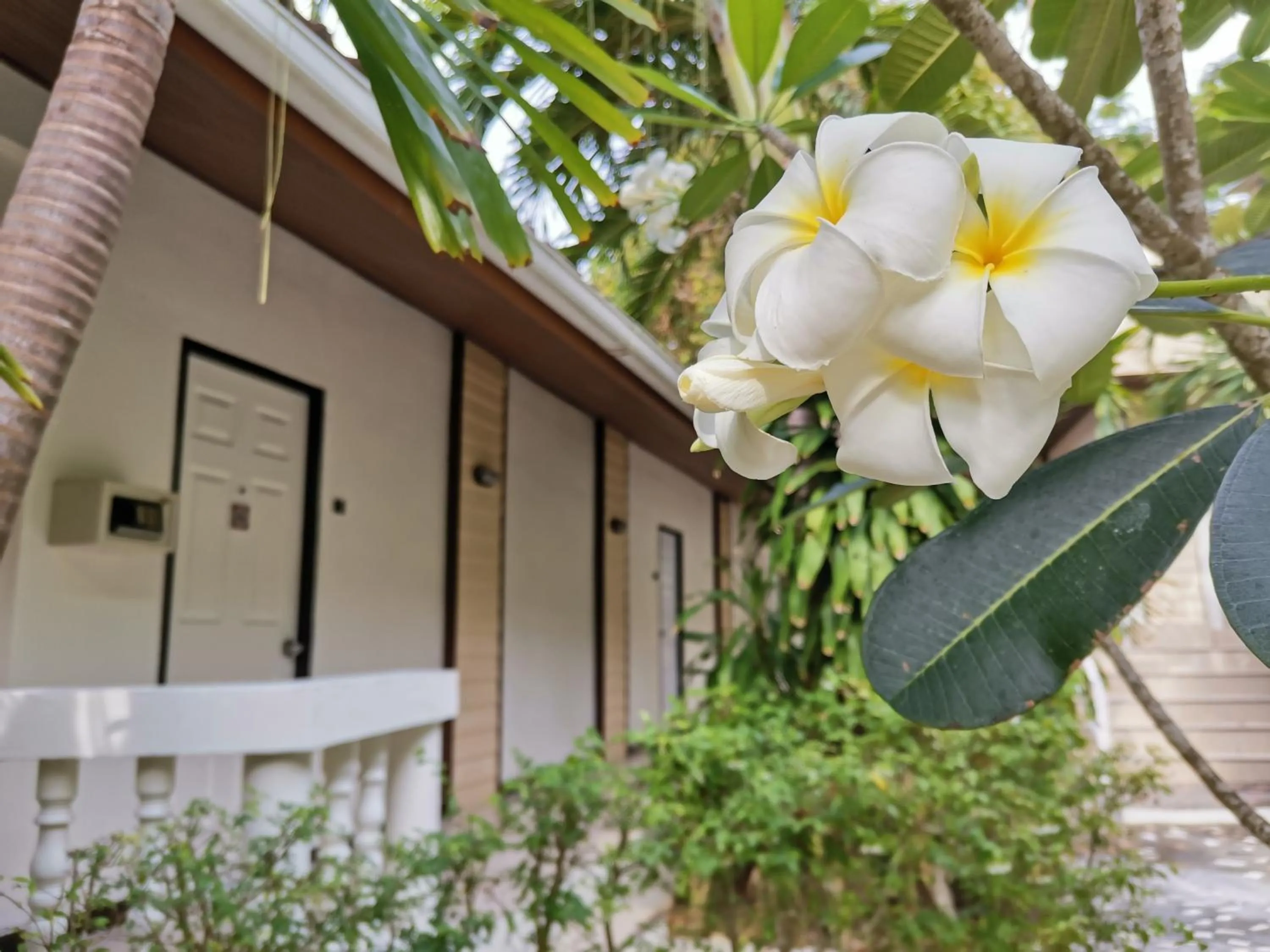 Garden in On The Hill Karon Resort