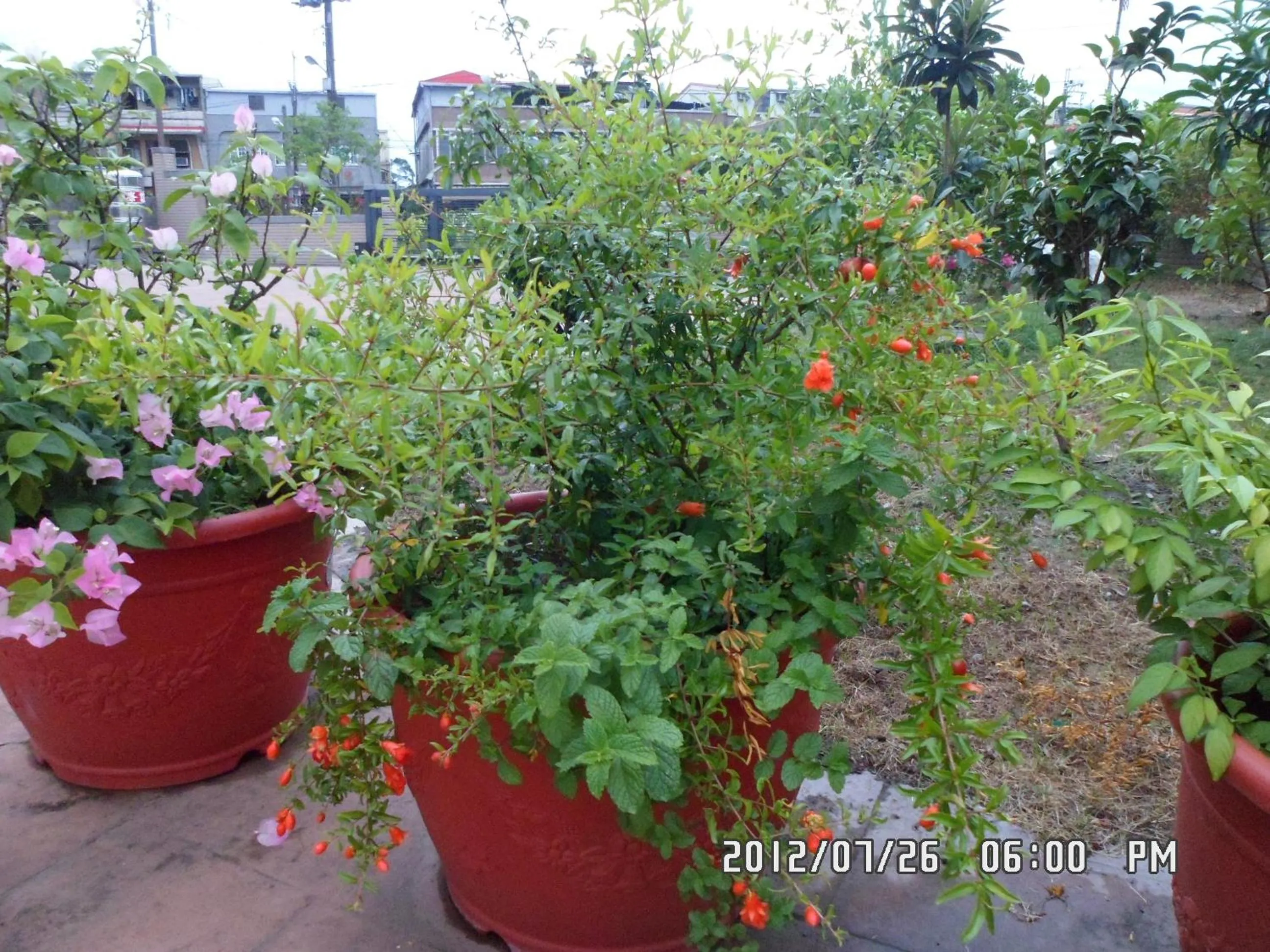 Rose Lodge Homestay