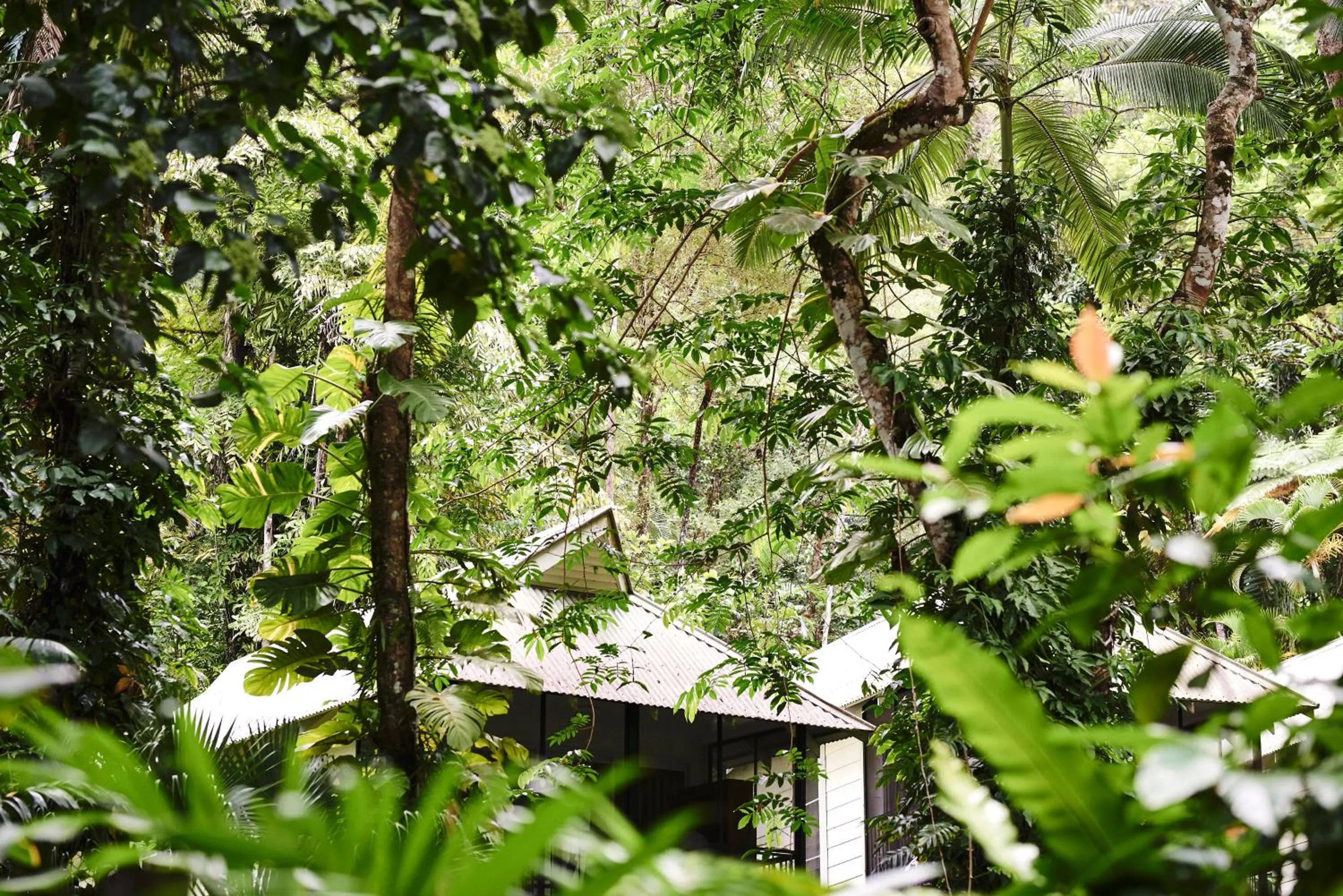Natural landscape in Daintree Ecolodge